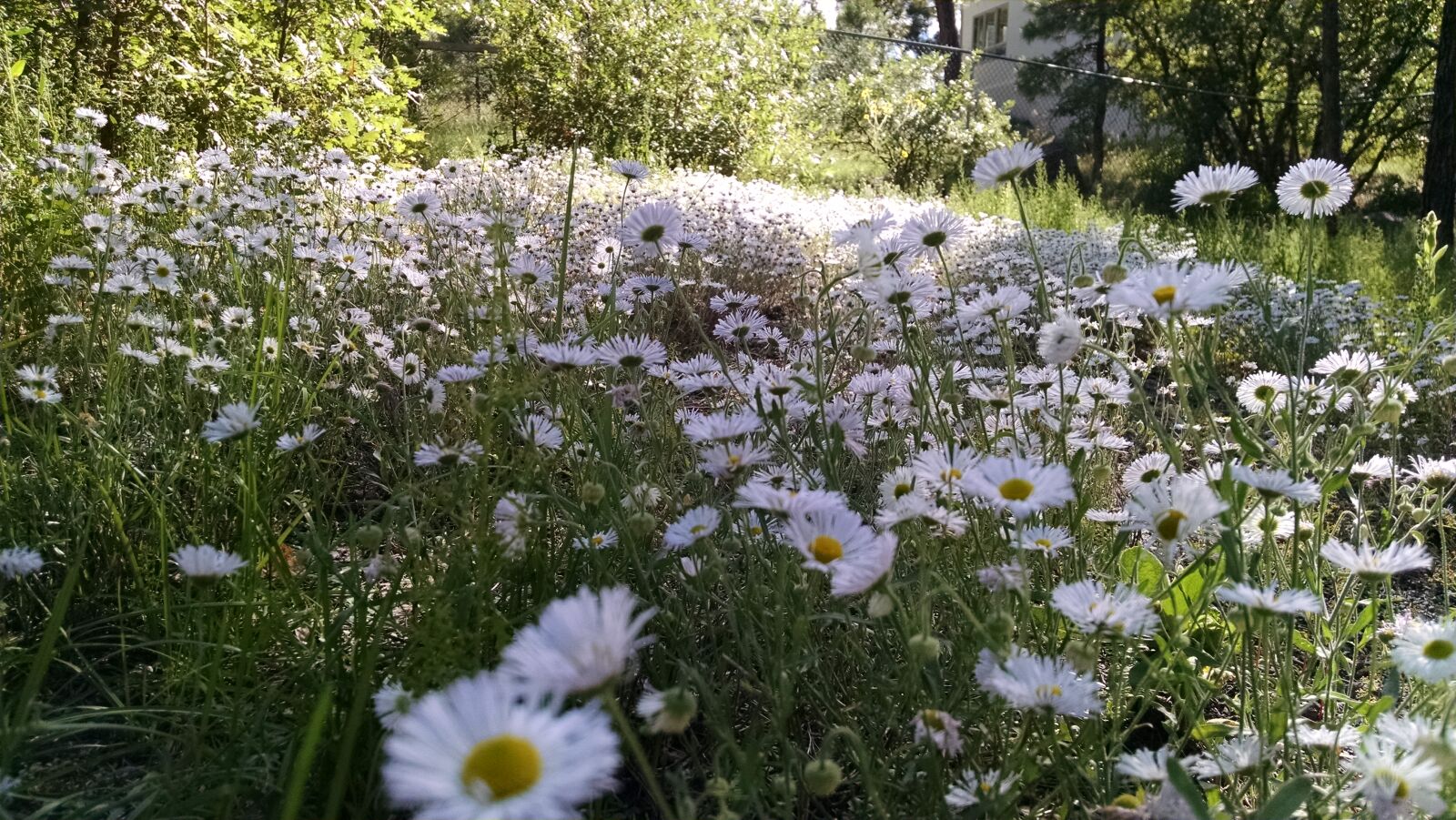 Motorola XT1080 sample photo