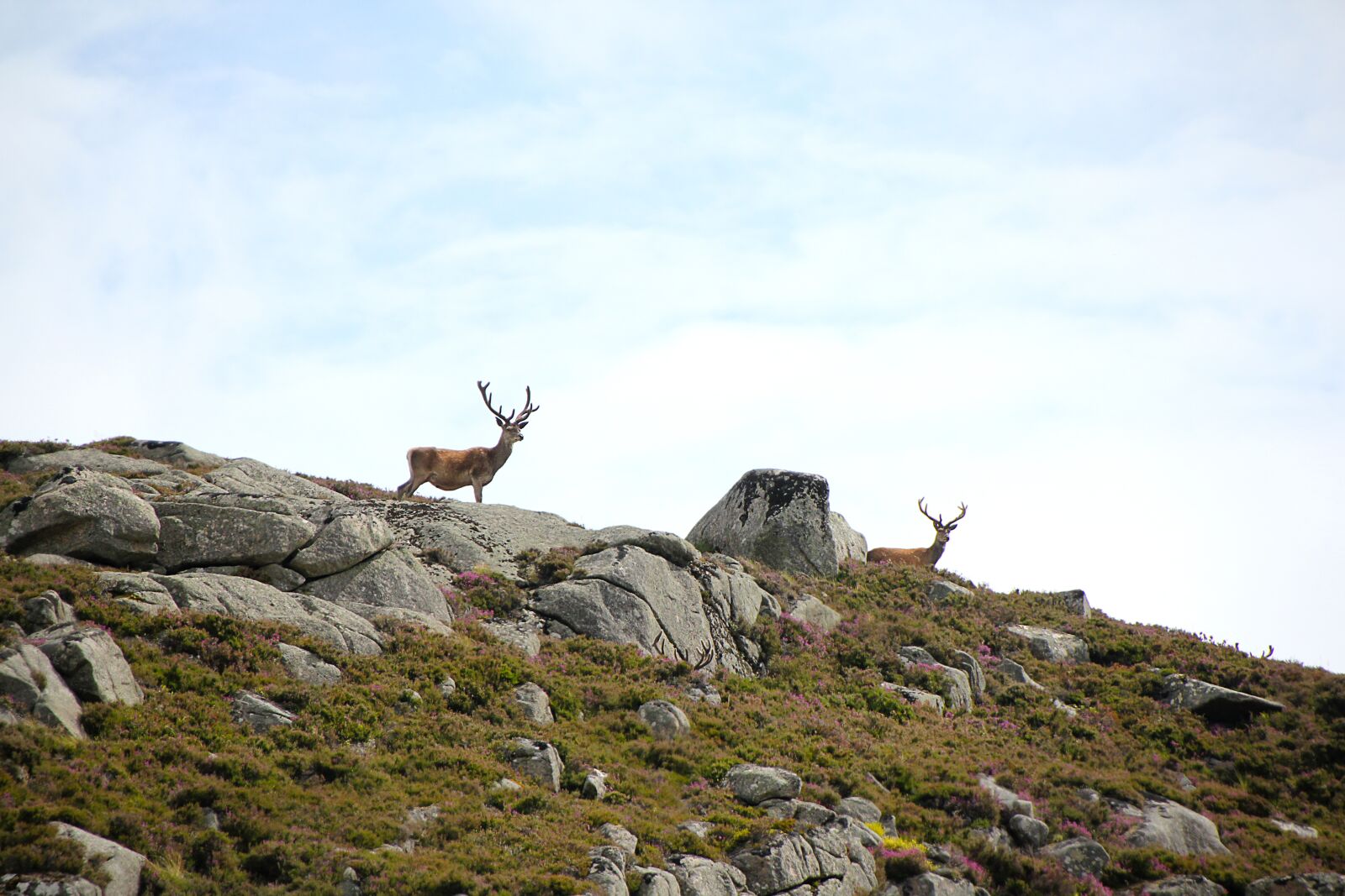 Canon EOS 550D (EOS Rebel T2i / EOS Kiss X4) sample photo. Scotland, hirsch, hunters dream photography