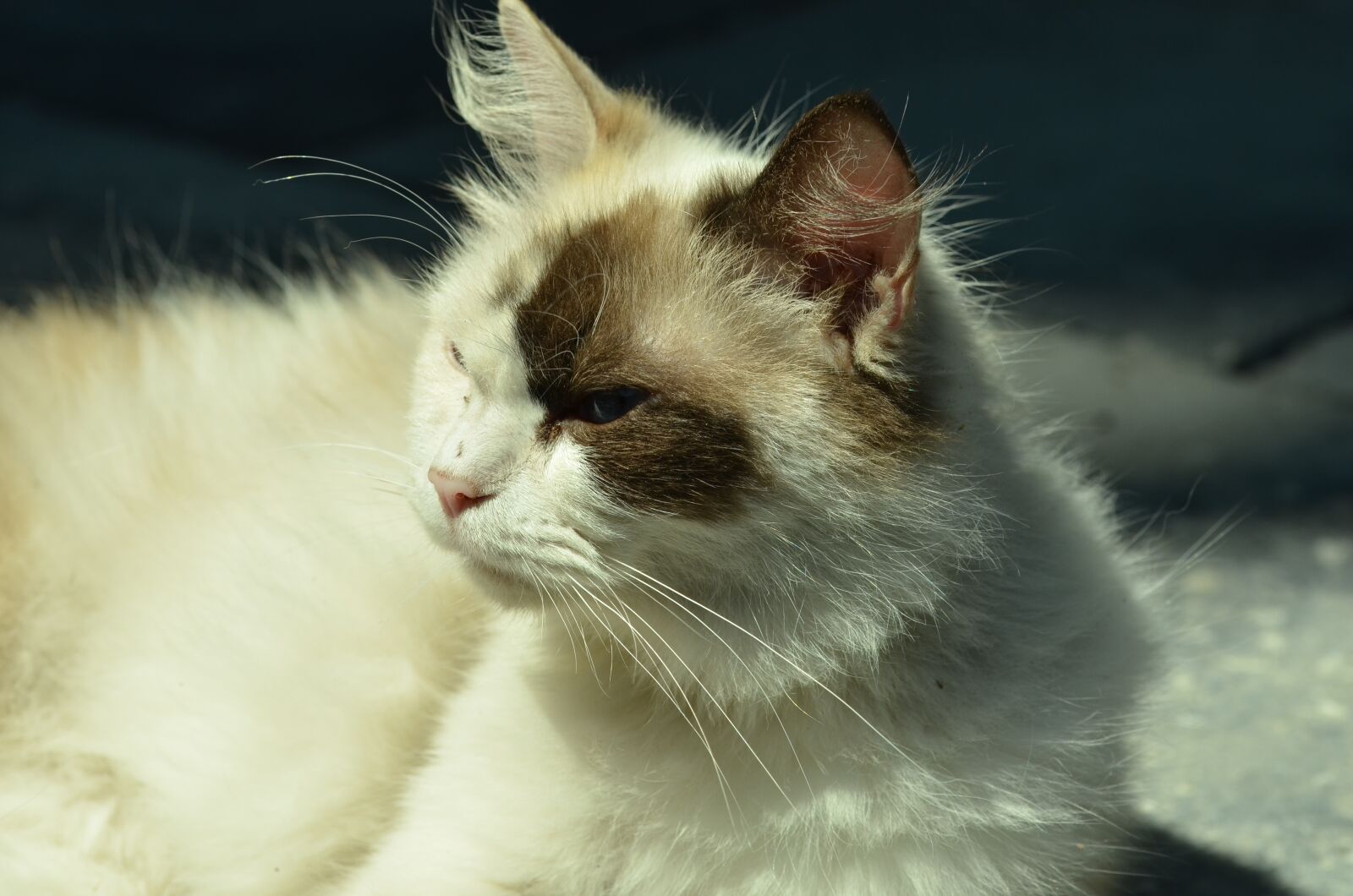 Nikon D7000 sample photo. Cat, cats, arrogant photography