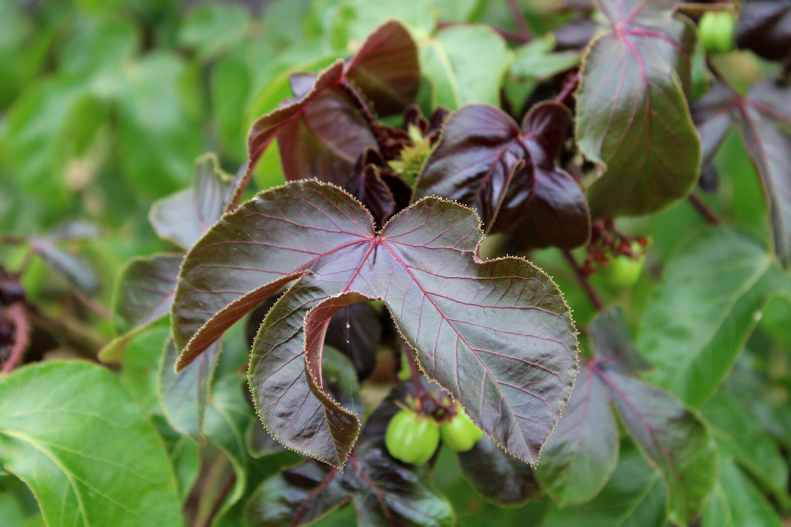 Canon EOS 2000D (EOS Rebel T7 / EOS Kiss X90 / EOS 1500D) sample photo. The wild vine leaves photography
