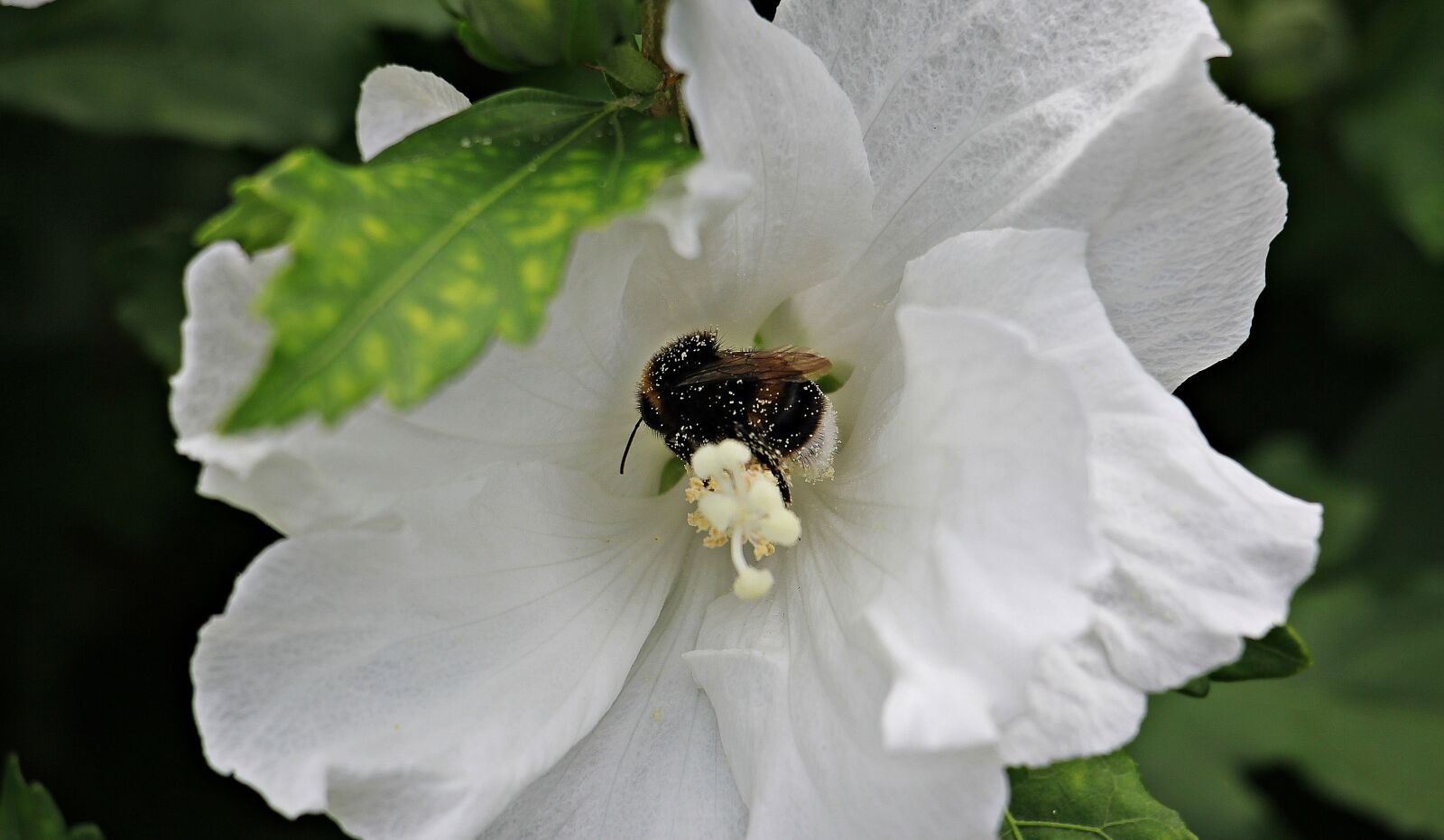 Canon EOS 550D (EOS Rebel T2i / EOS Kiss X4) sample photo. Mallow, flower, bee photography