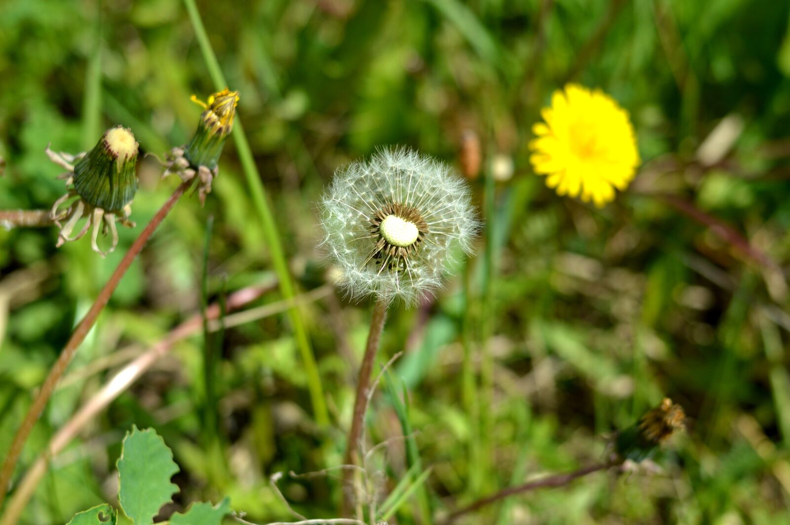 Nikon D3200 sample photo. Dandelion, flowers, flora photography