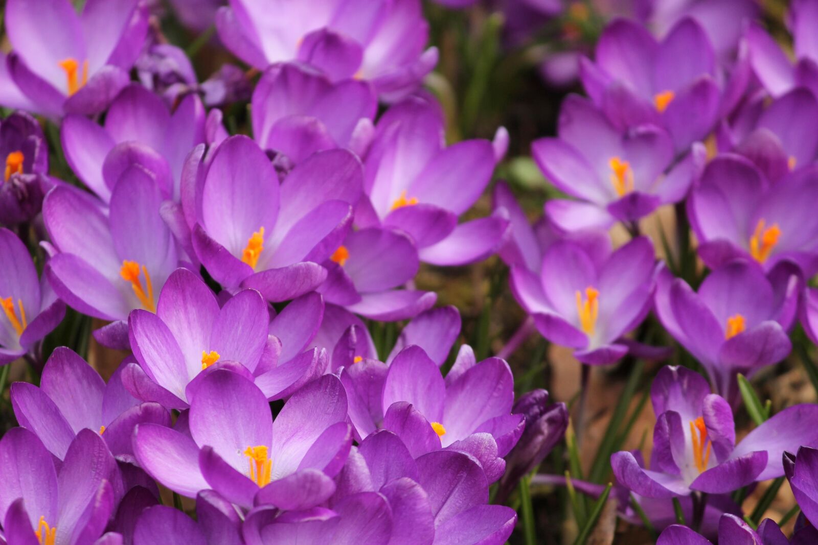 Canon EOS 1100D (EOS Rebel T3 / EOS Kiss X50) sample photo. Crocus, crocus flowers, spring photography