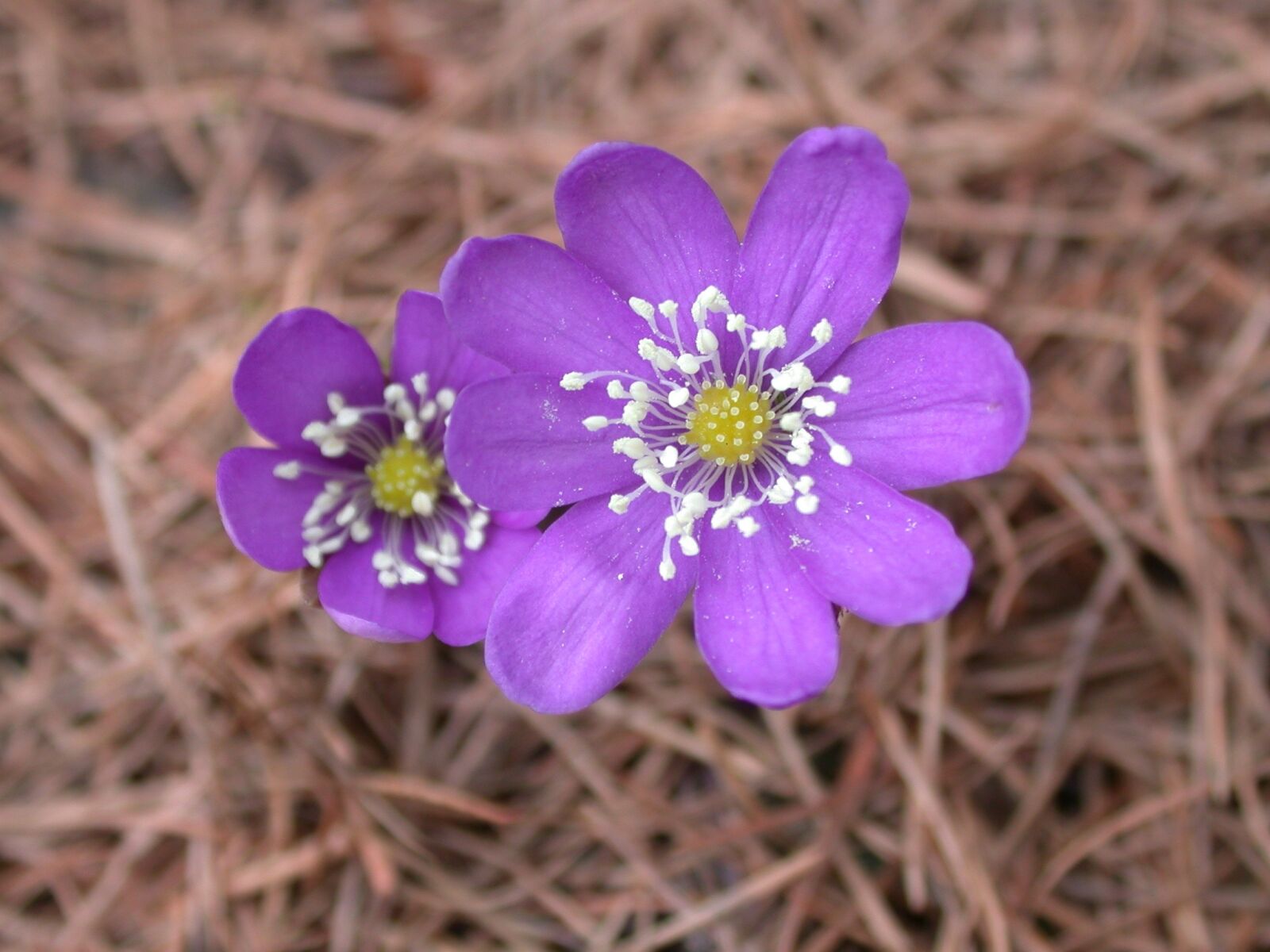 Nikon E995 sample photo. Flower, mountain, violet photography