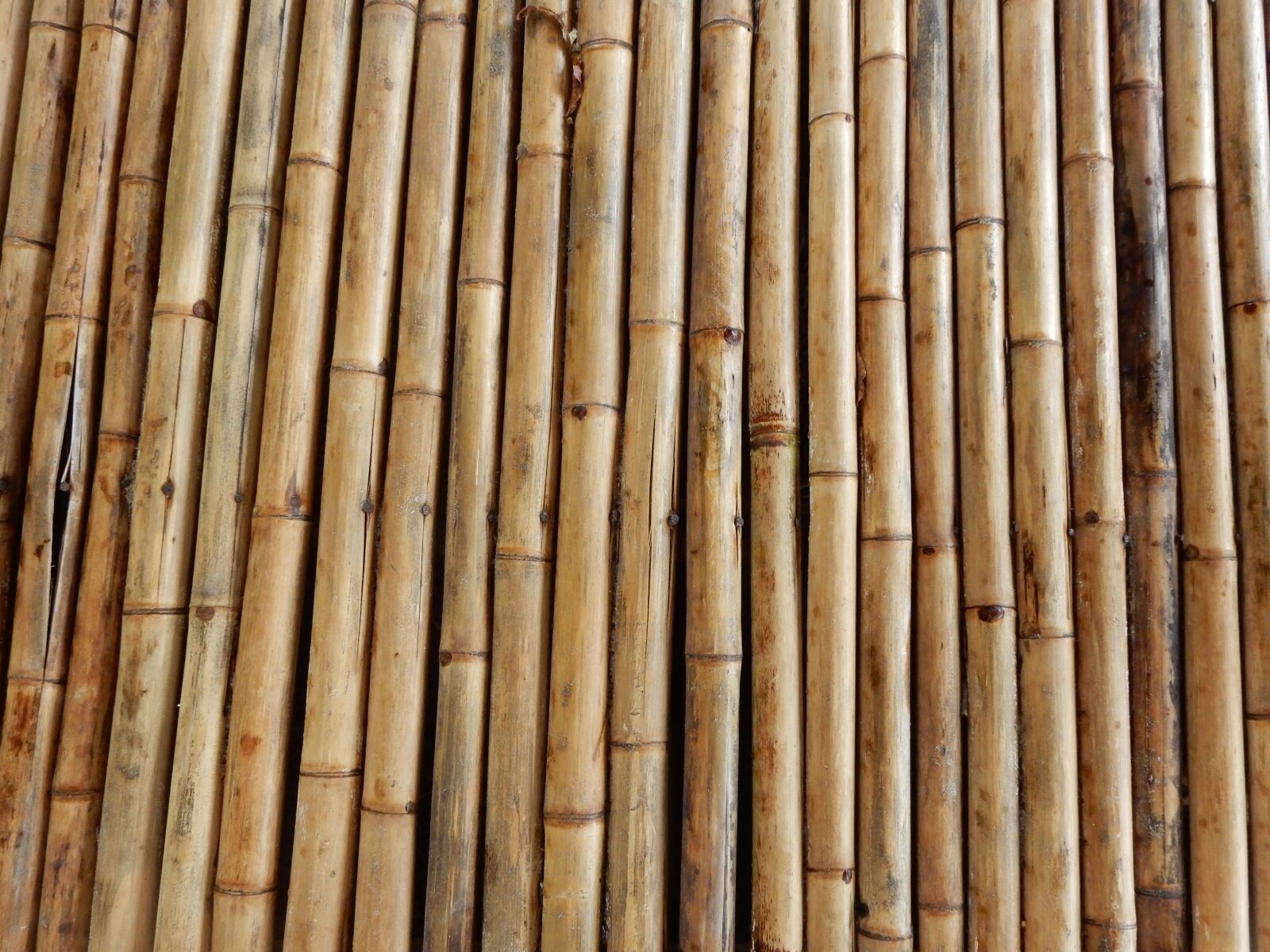 Nikon Coolpix S9900 sample photo. Bamboo, structure, texture photography