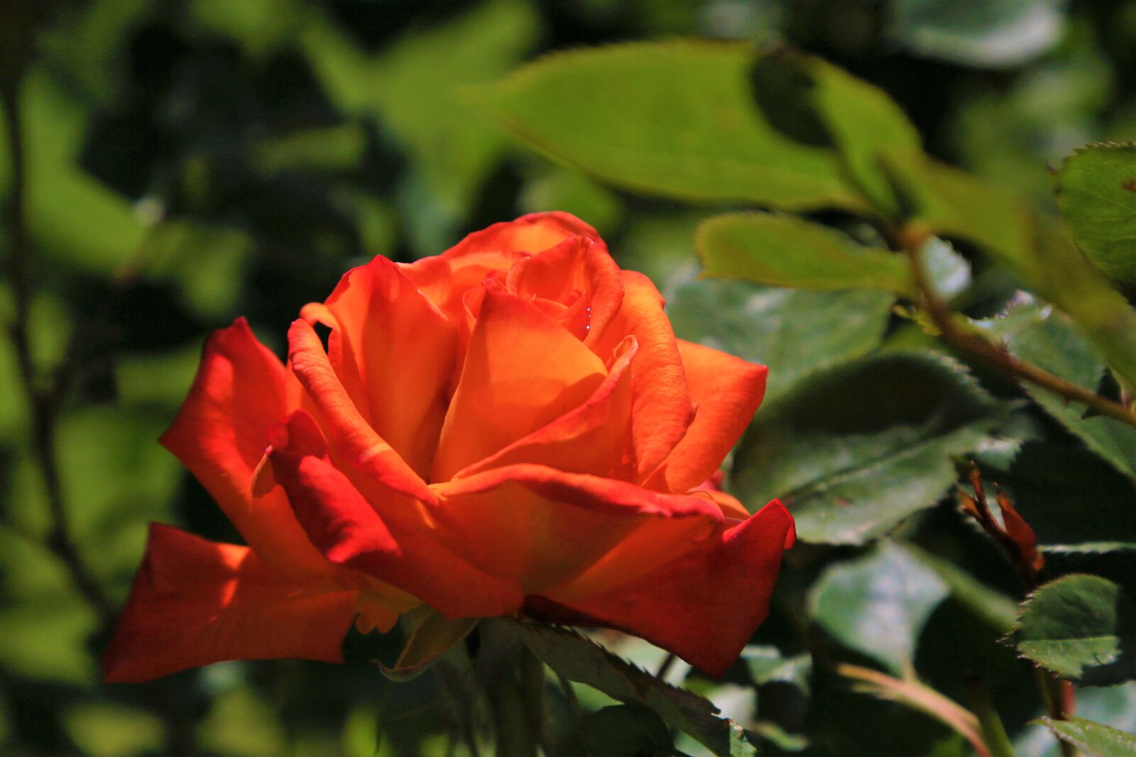 Canon EF 24-105mm F4L IS USM sample photo. Rose, nature, spring photography