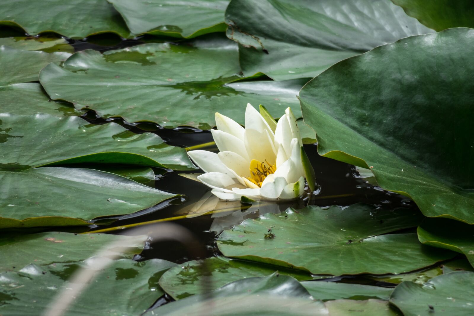Canon PowerShot G3 X sample photo. Water lily, blossom, bloom photography