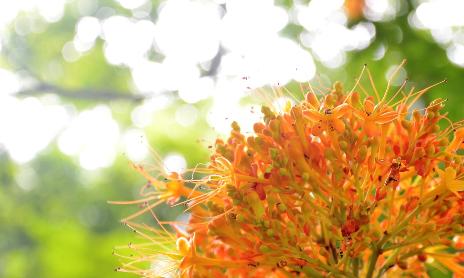 Nikon D7000 sample photo. Bright, day, flower, flowers photography