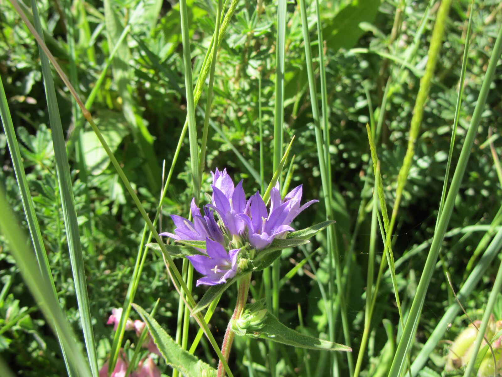 Canon PowerShot SX220 HS sample photo. Flower, purple flower, purple photography