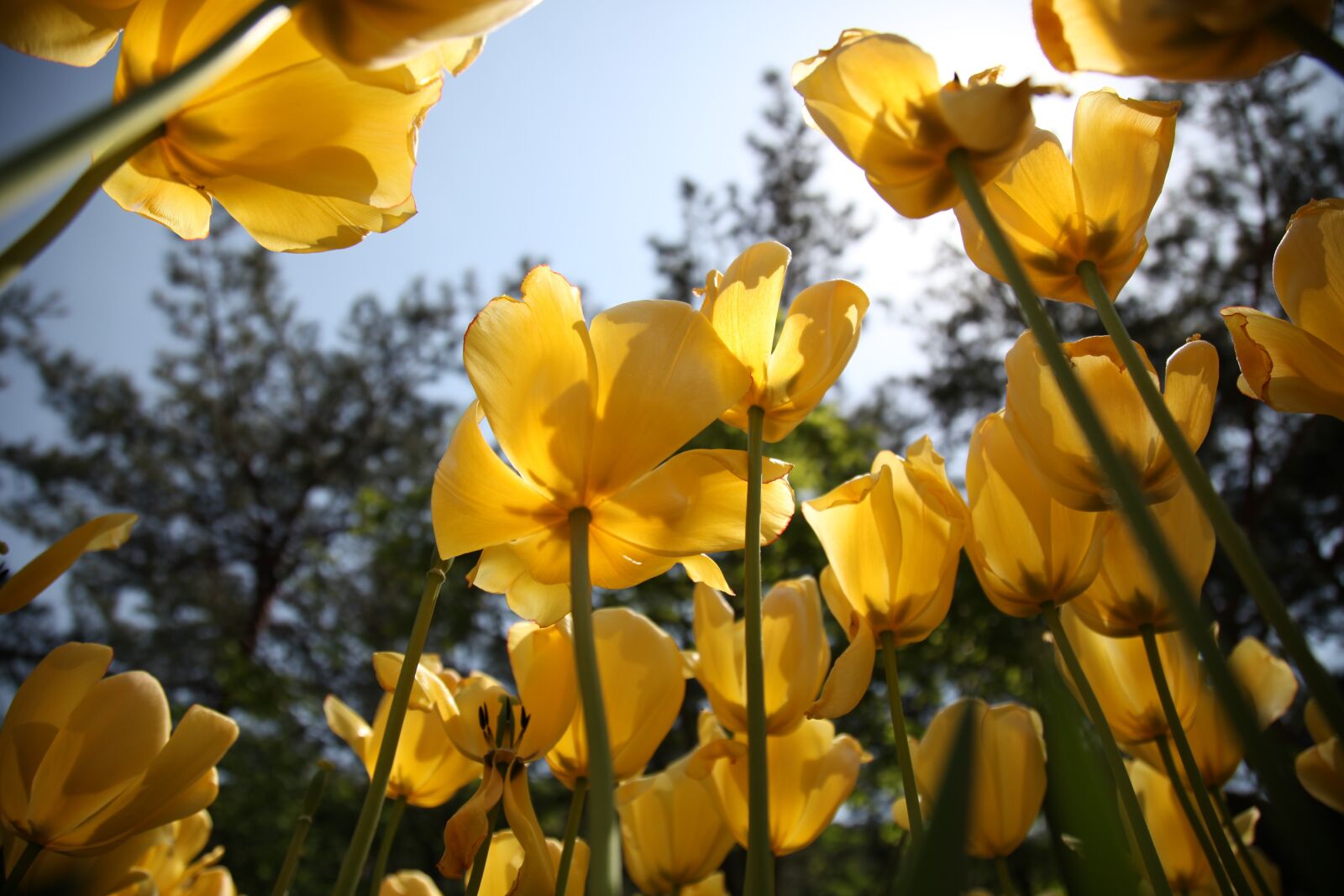 Canon EOS 5D Mark II sample photo. Tulip, flowers, plants photography
