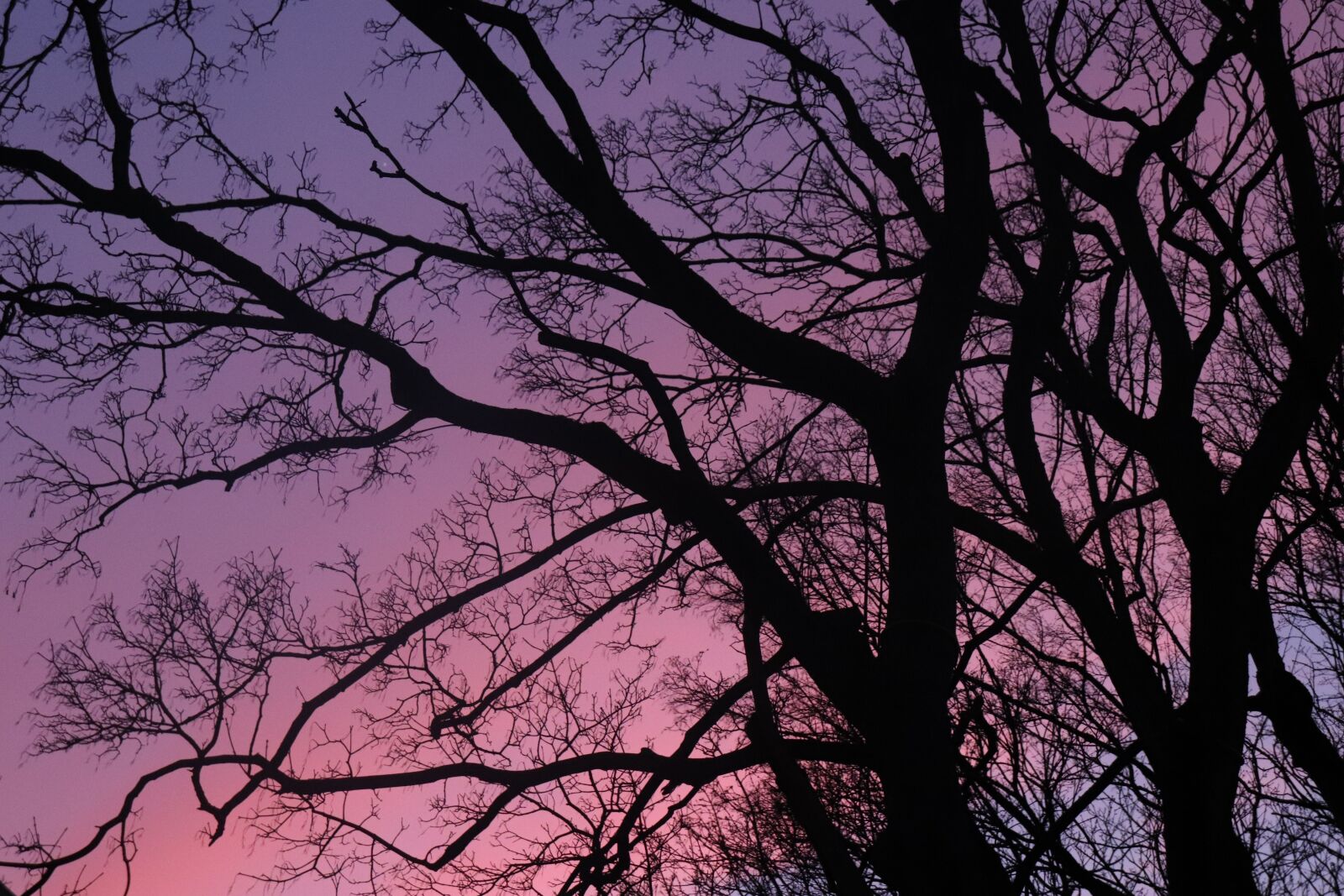 Canon EOS 200D (EOS Rebel SL2 / EOS Kiss X9) sample photo. Tree, sunset, crown photography