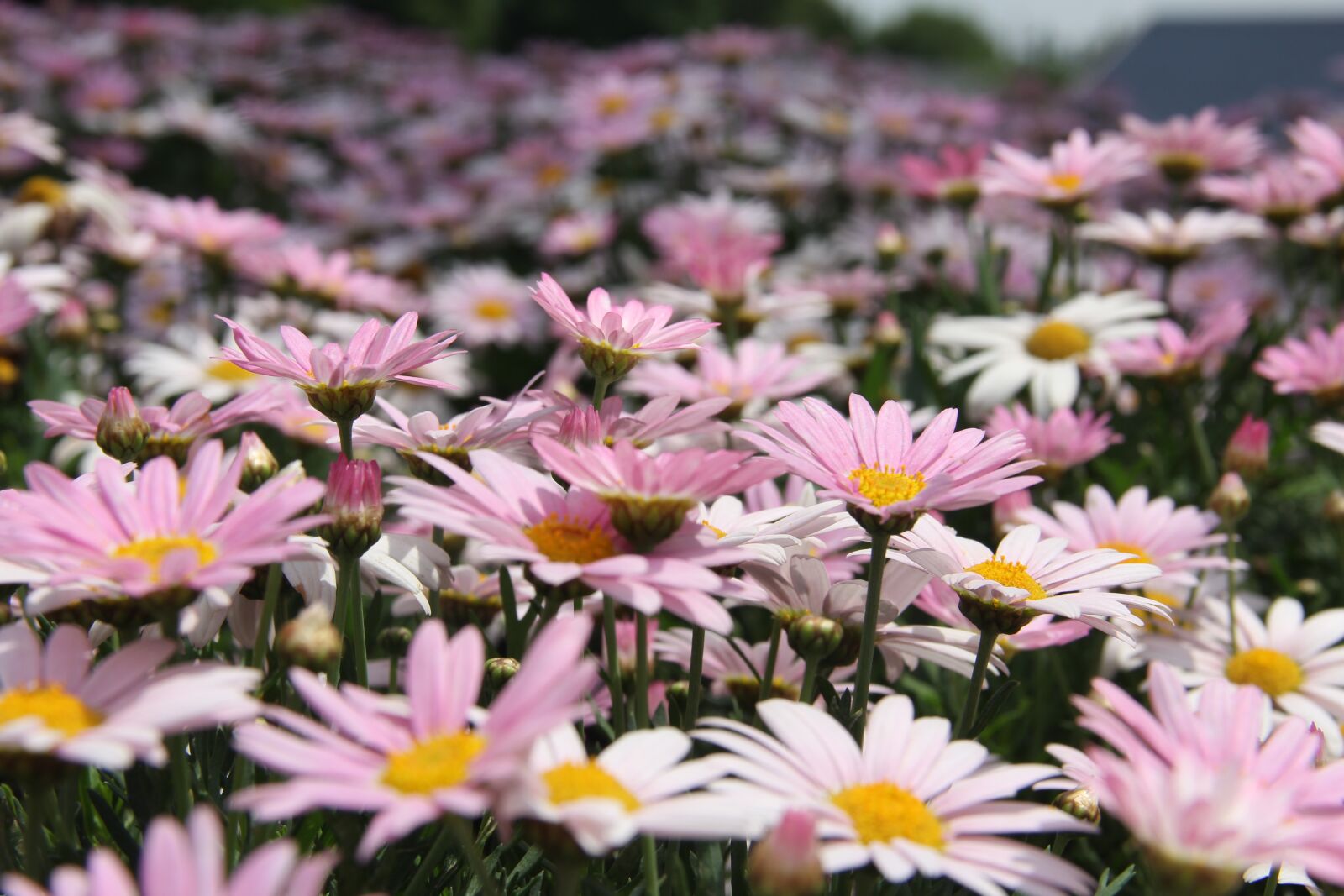 Canon EOS 60D sample photo. Flower, spring, pink photography