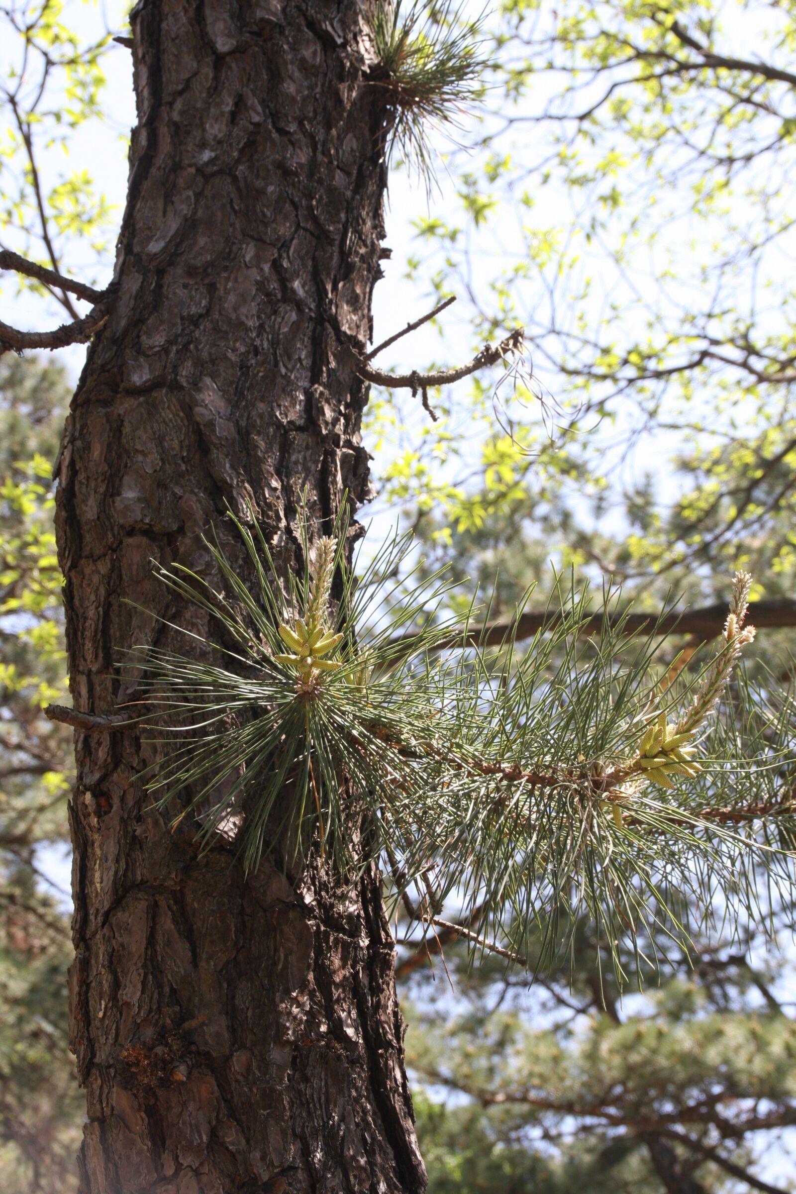 Canon EOS 40D sample photo. Pine, bud, green photography