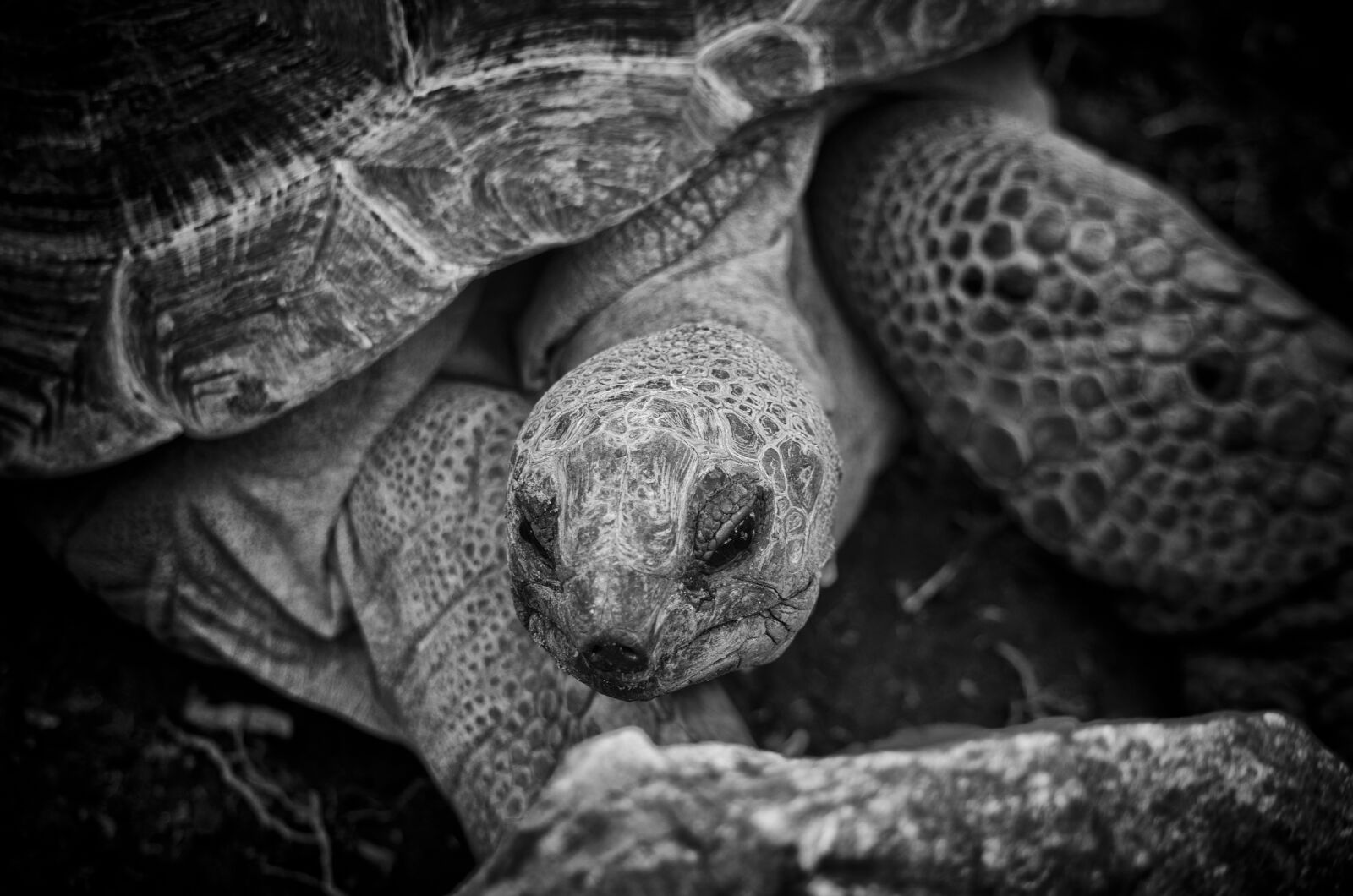 Pentax K-50 + smc PENTAX-F 70-210mm F4-5.6 sample photo. Tortoise, turtle, animal photography