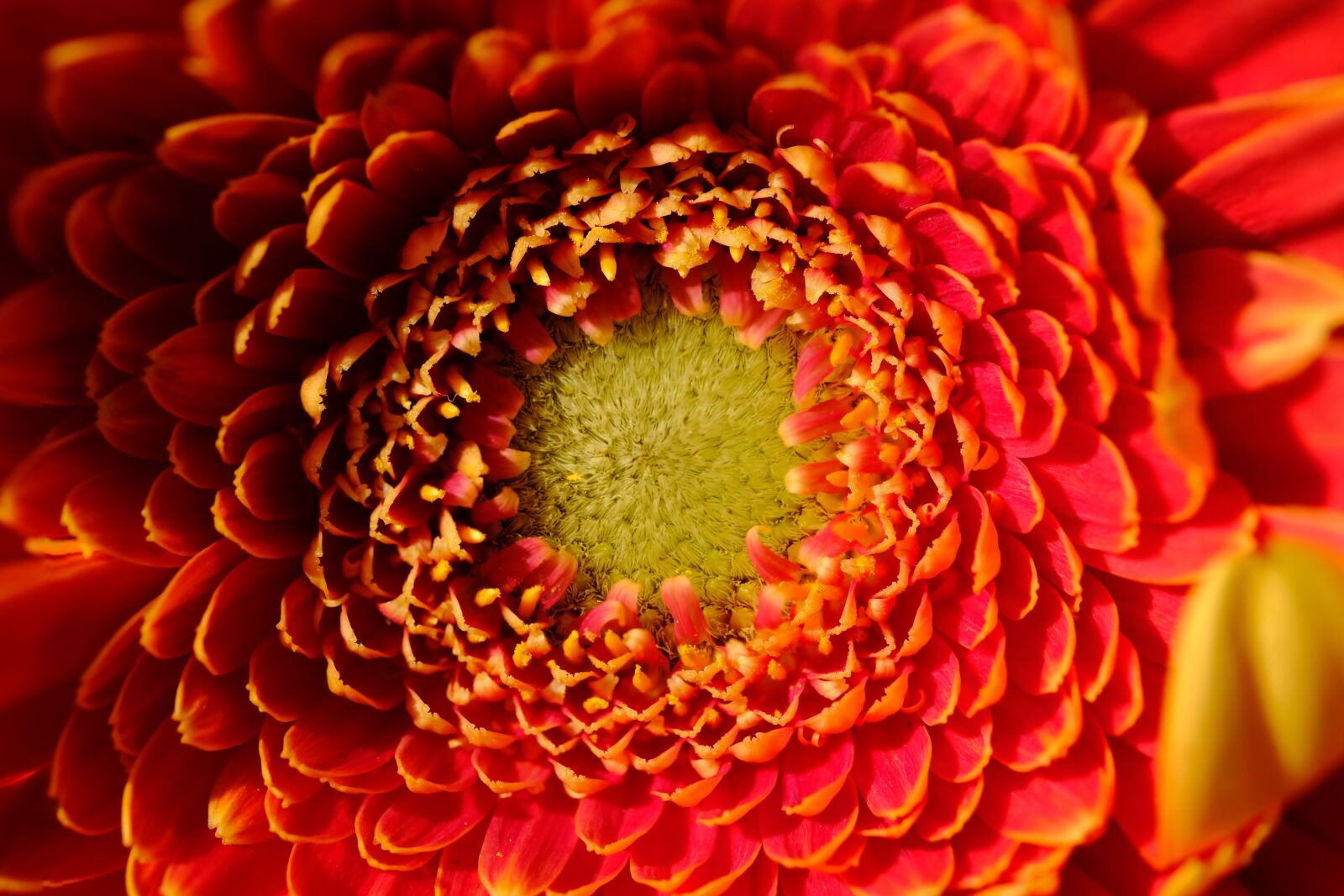 Fujifilm X-T2 + Fujifilm XF 80mm F2.8 R LM OIS WR Macro sample photo. Chrysanthemum, flower, blossom photography