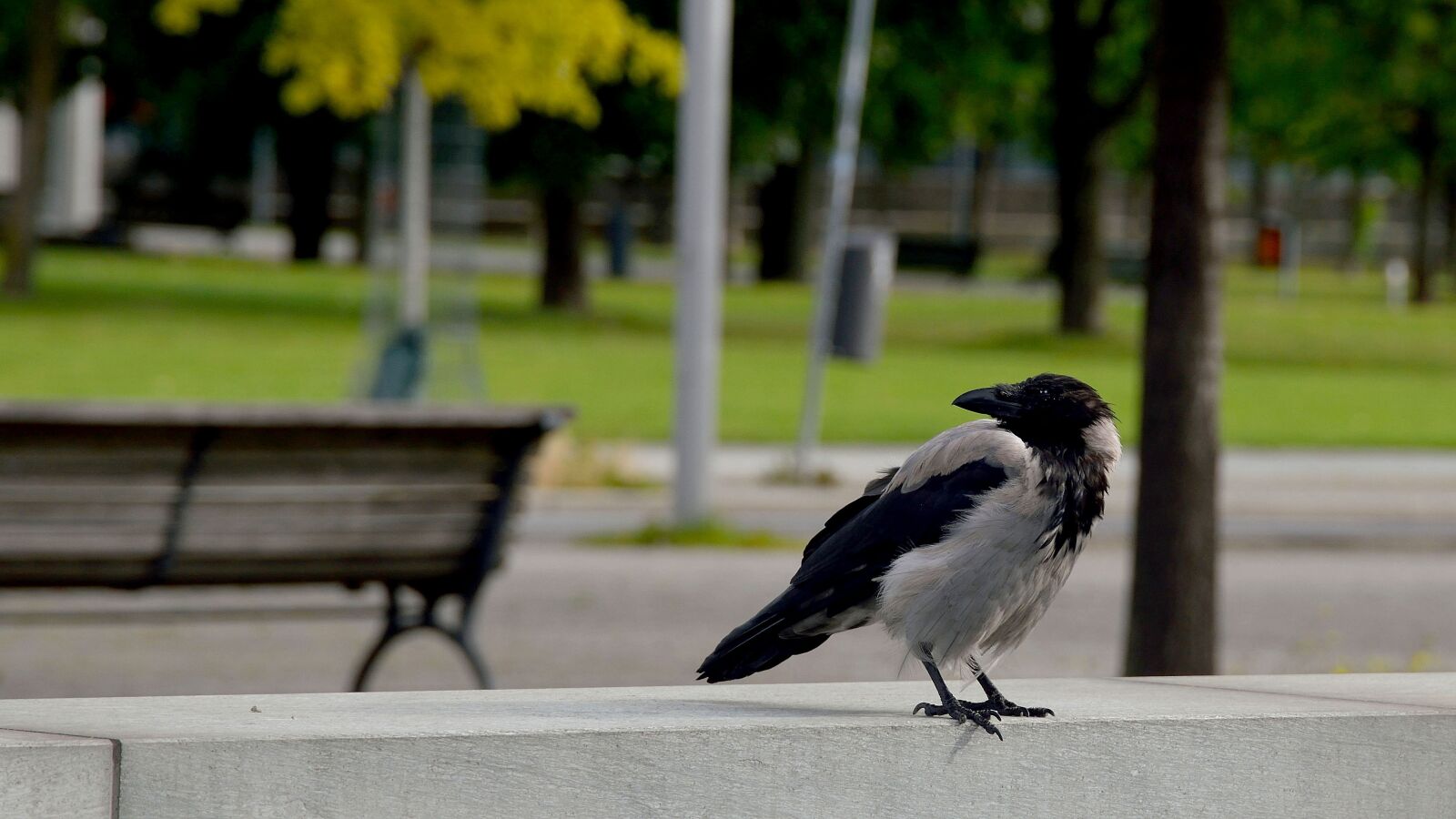 Nikon D5300 sample photo. Nature, park, tree photography
