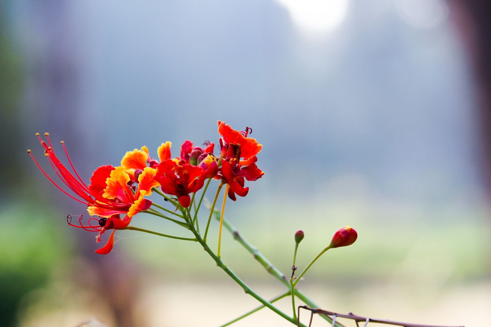 Canon EOS 700D (EOS Rebel T5i / EOS Kiss X7i) sample photo. Nature, flower, flora photography