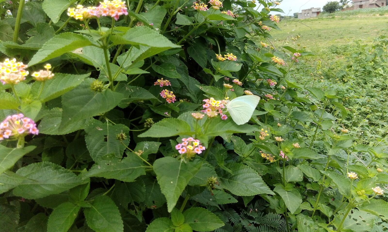 HTC DESIRE 626G+ DUAL SIM sample photo. Butterfly, flowers, insect photography