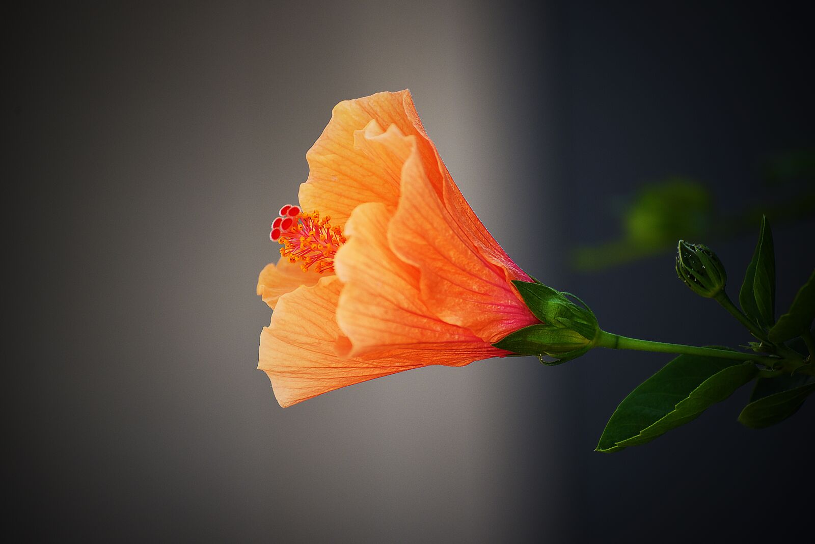 Nikon D750 sample photo. Nature, flower, flora photography