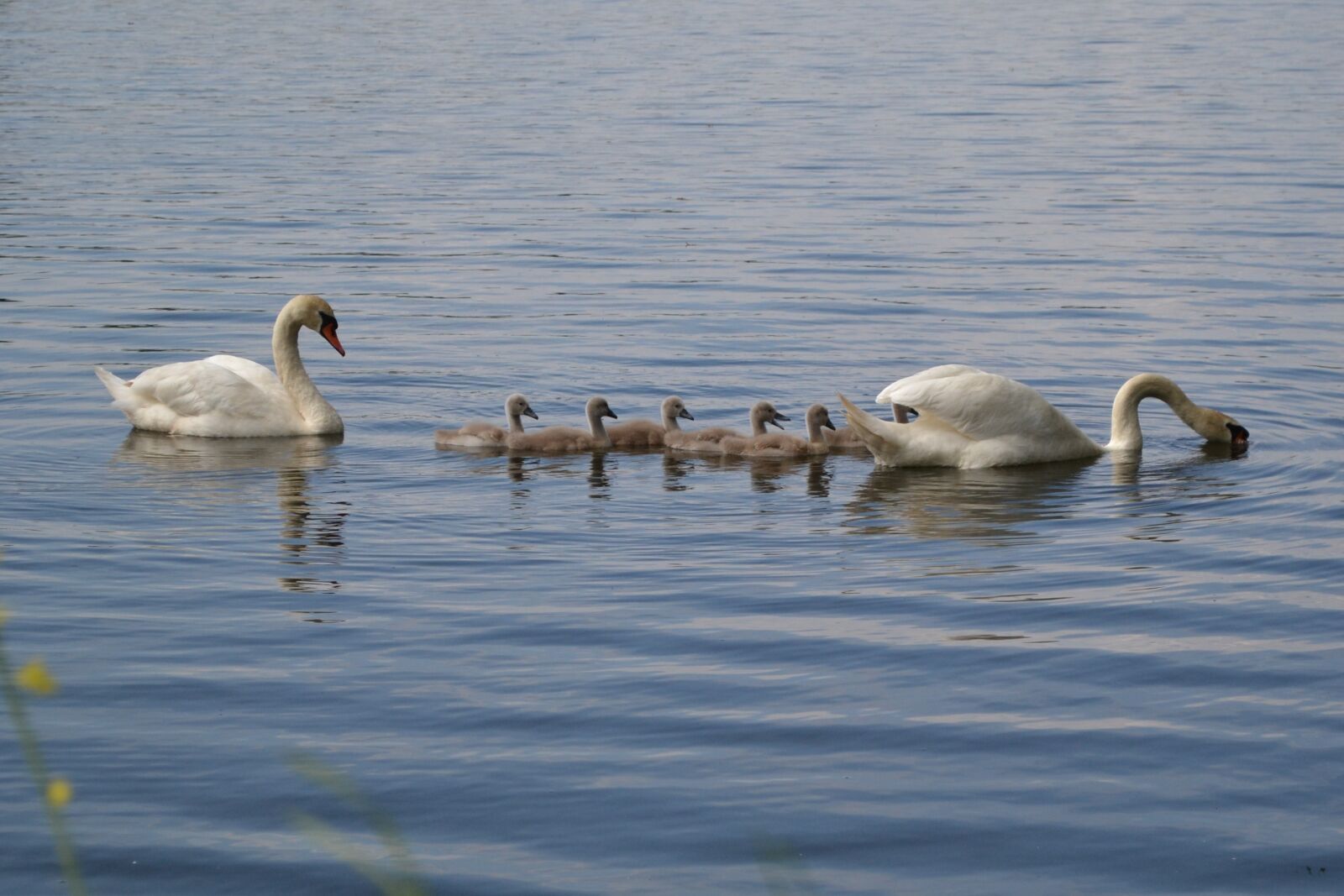 Nikon D3100 sample photo. Swan, pond, chicks photography