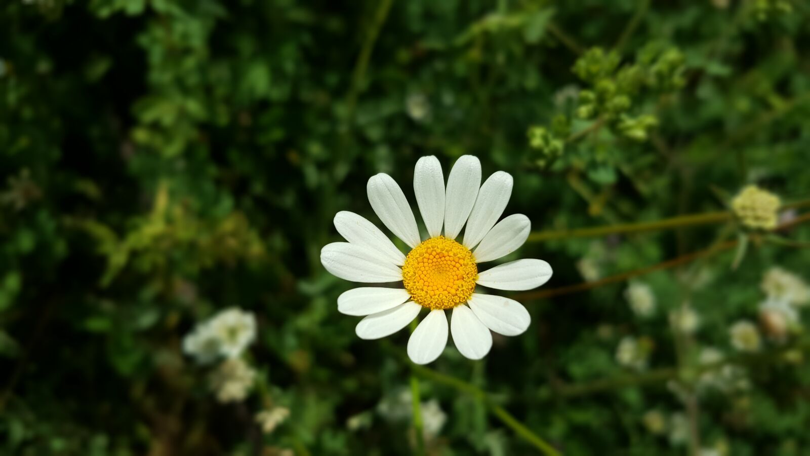 Samsung Galaxy Note5 sample photo. Daisy, nature, flower photography