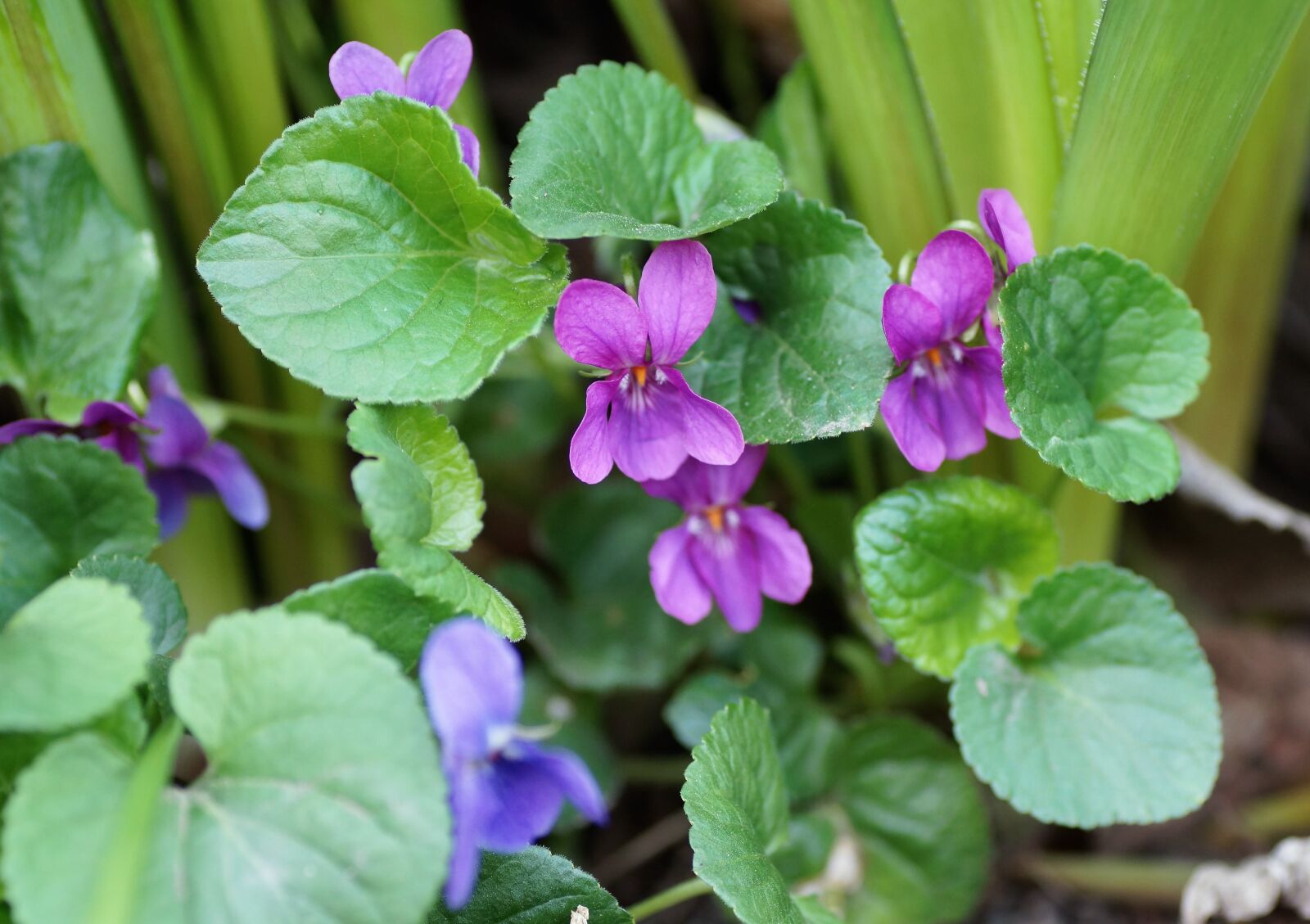 Sony SLT-A58 sample photo. Violet, pink, non-traditional photography