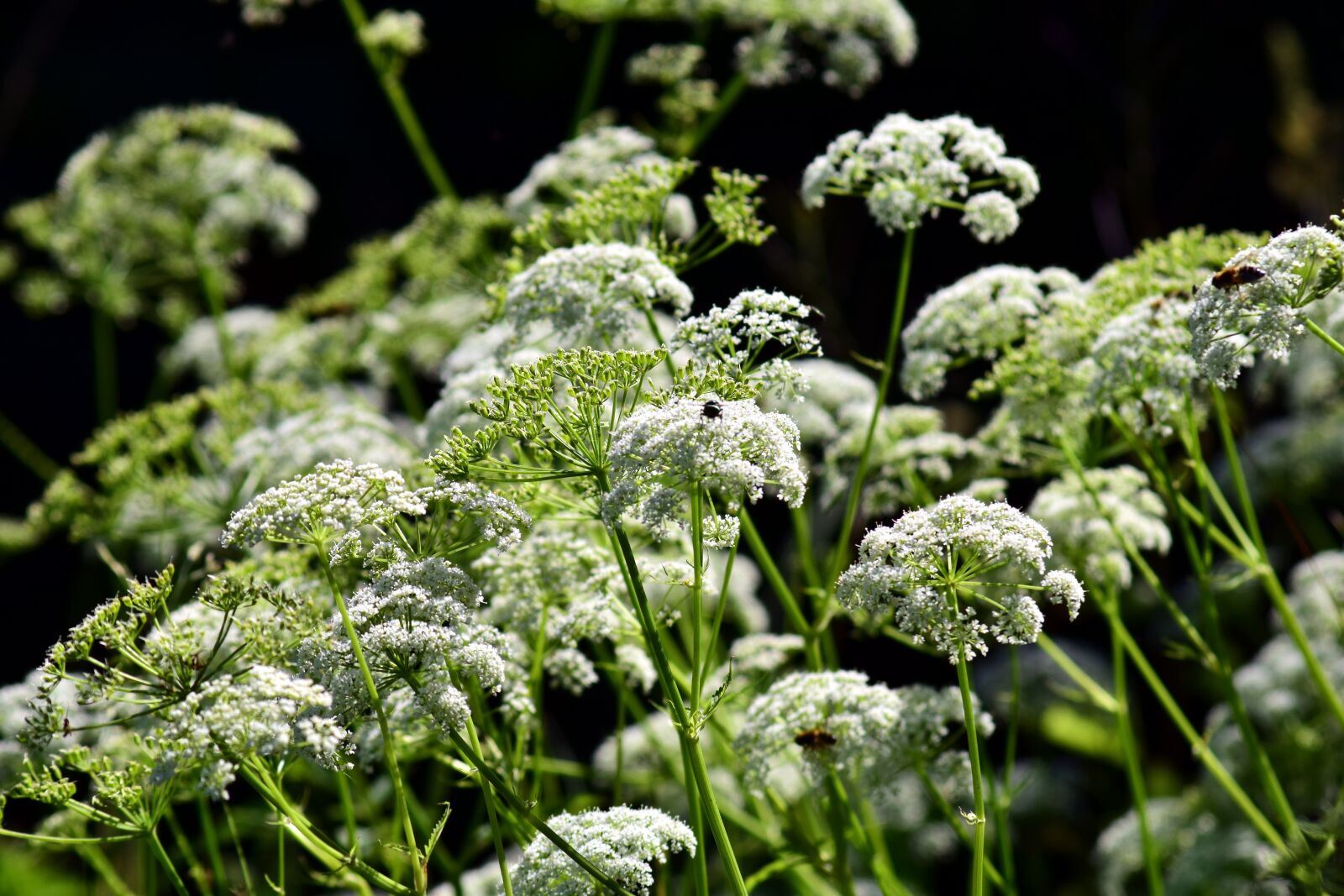 Nikon D3300 sample photo. Cow parsley, hemlock, chervil photography