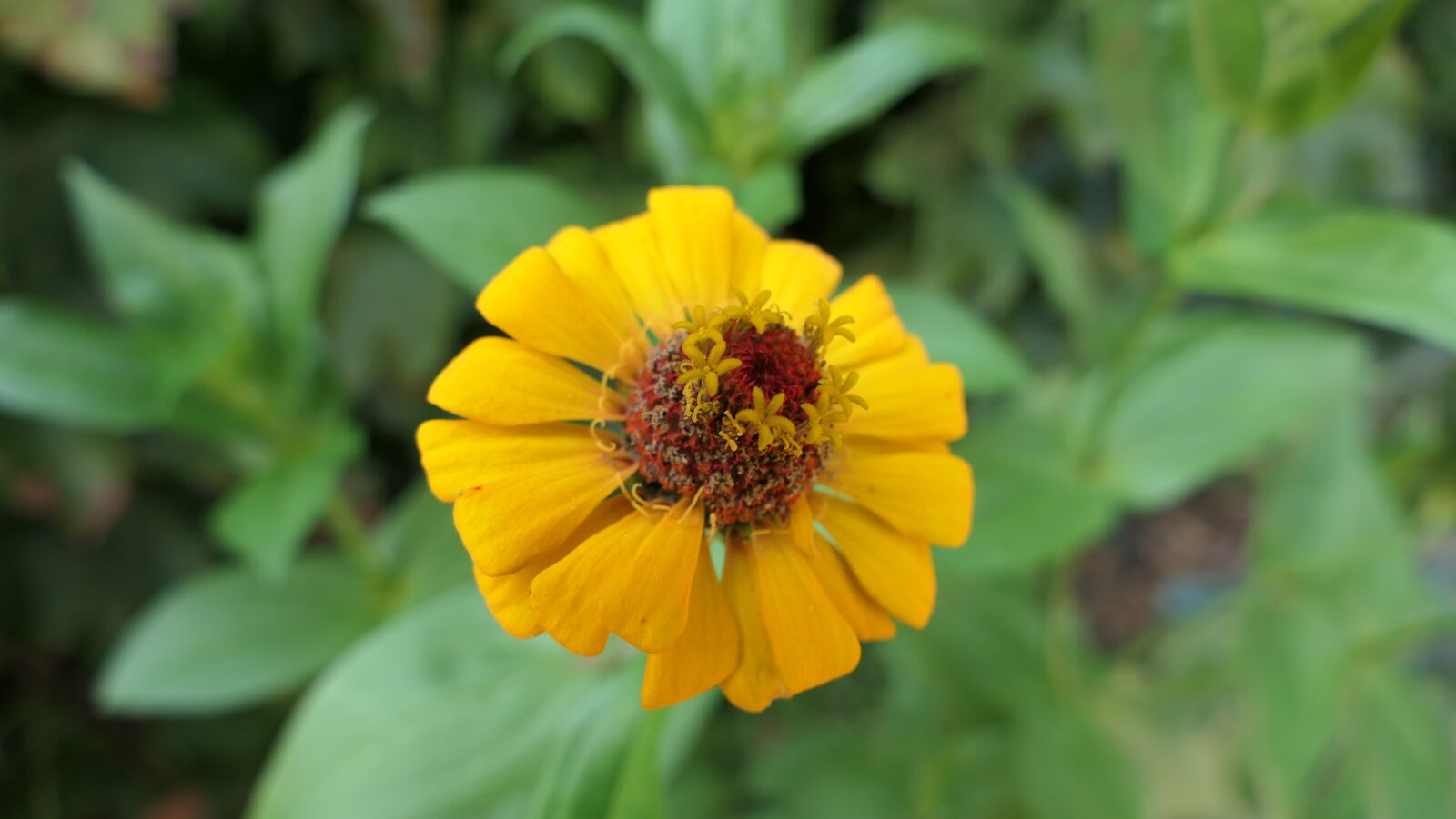 Panasonic DC-FZ10002 sample photo. Zinnia, yellow zinnia, flower photography