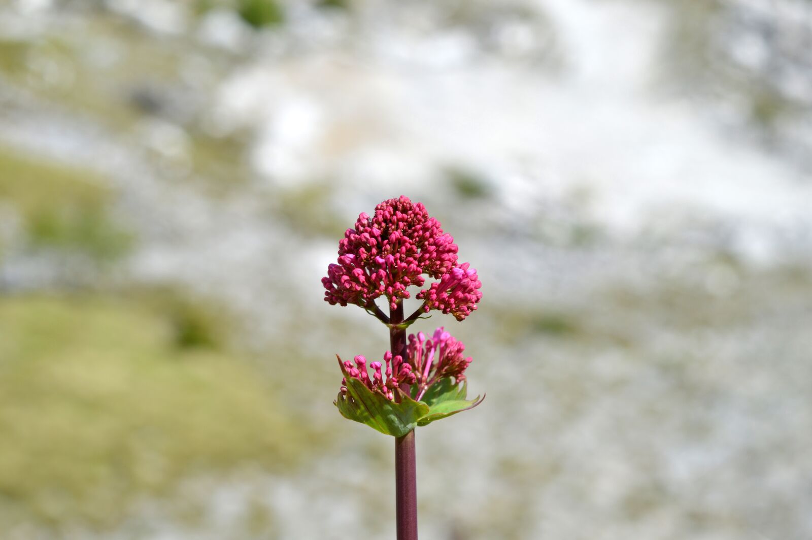 Nikon D3200 sample photo. Flowers, mountain, alps photography