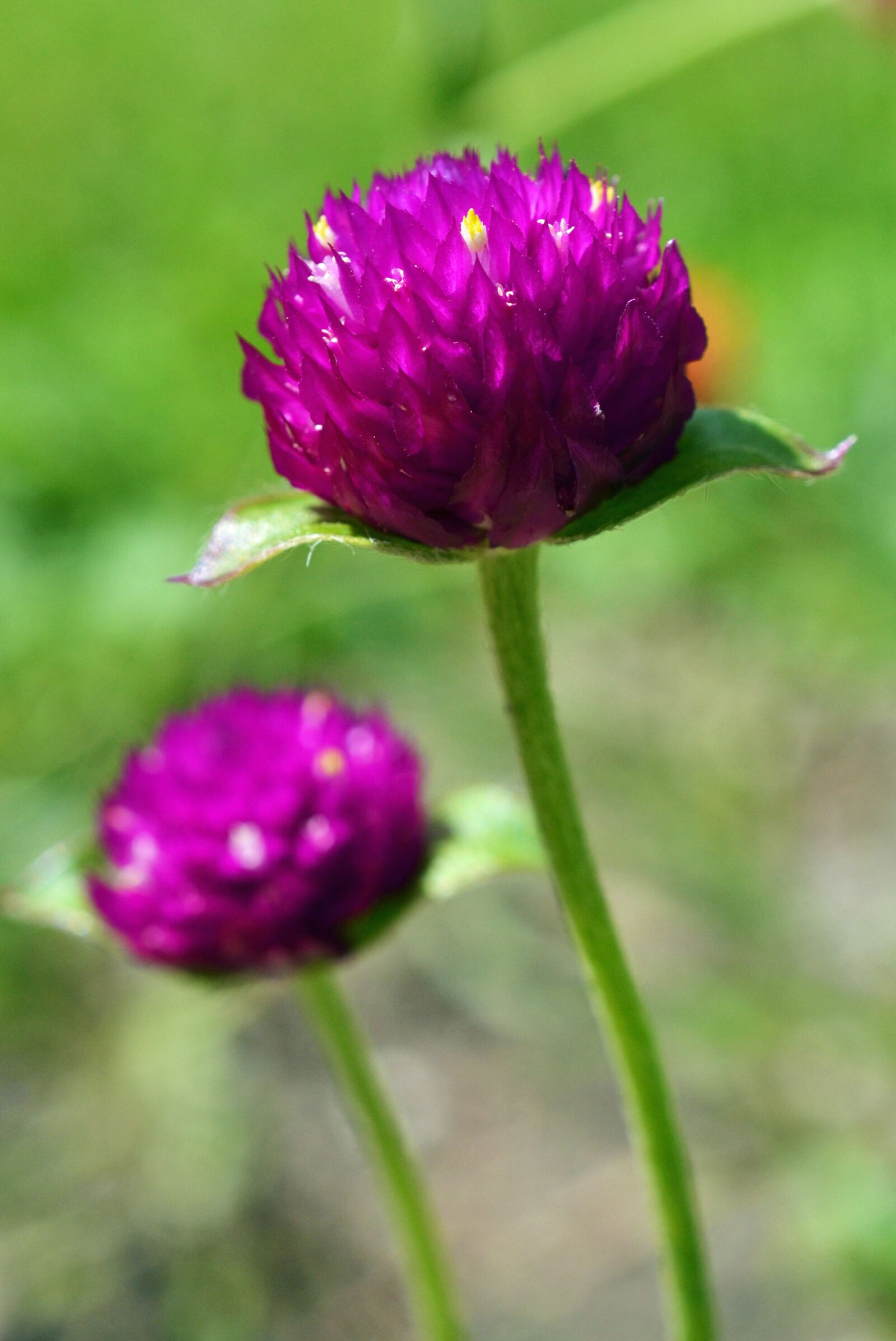 Nikon D3100 sample photo. Amaranth, gomphrena globosa, blossom photography