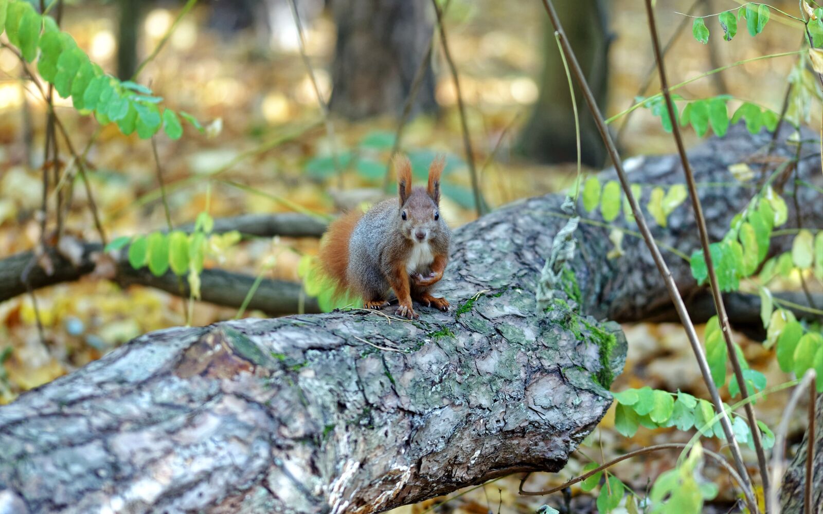Nikon D5100 sample photo. Squirrel, pet, rodent photography