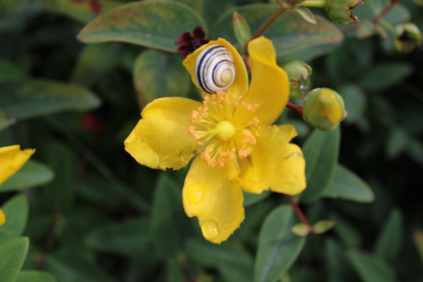 Canon EOS 600D (Rebel EOS T3i / EOS Kiss X5) sample photo. Flowers, botany, prato photography