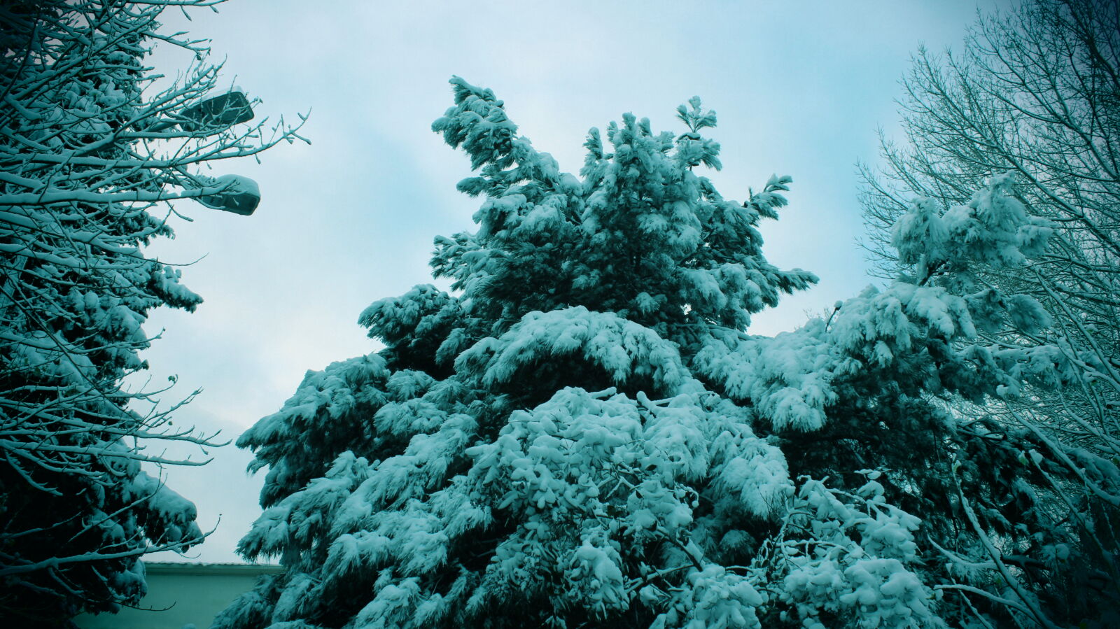 Canon EOS 600D (Rebel EOS T3i / EOS Kiss X5) sample photo. Trees, growing, in, forest photography