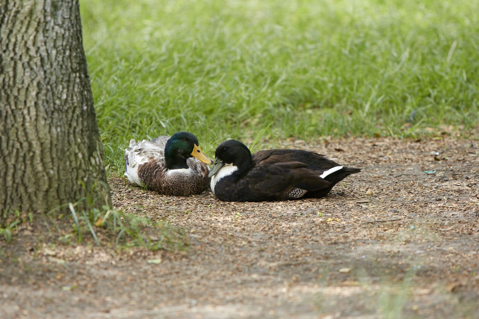 Canon EOS 60D sample photo. Duck, nature, animals photography
