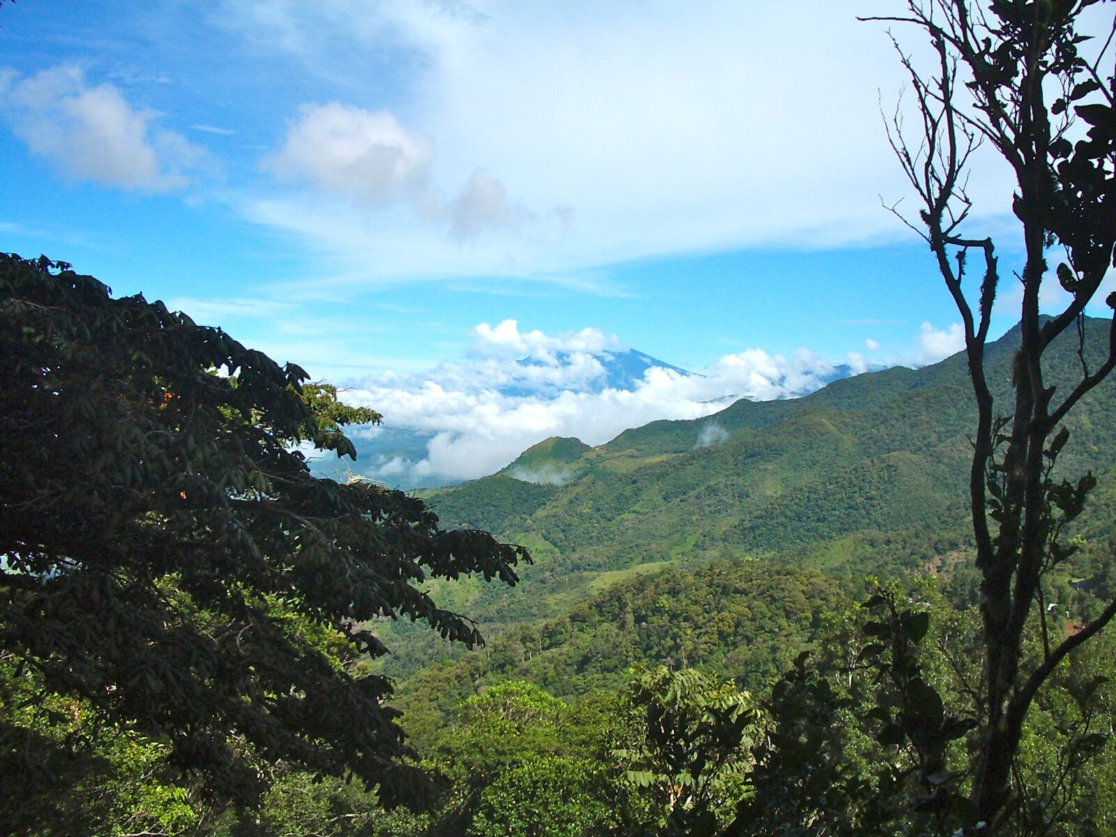 Pentax OPTIO S5I sample photo. Panama, cloud forest, sky photography