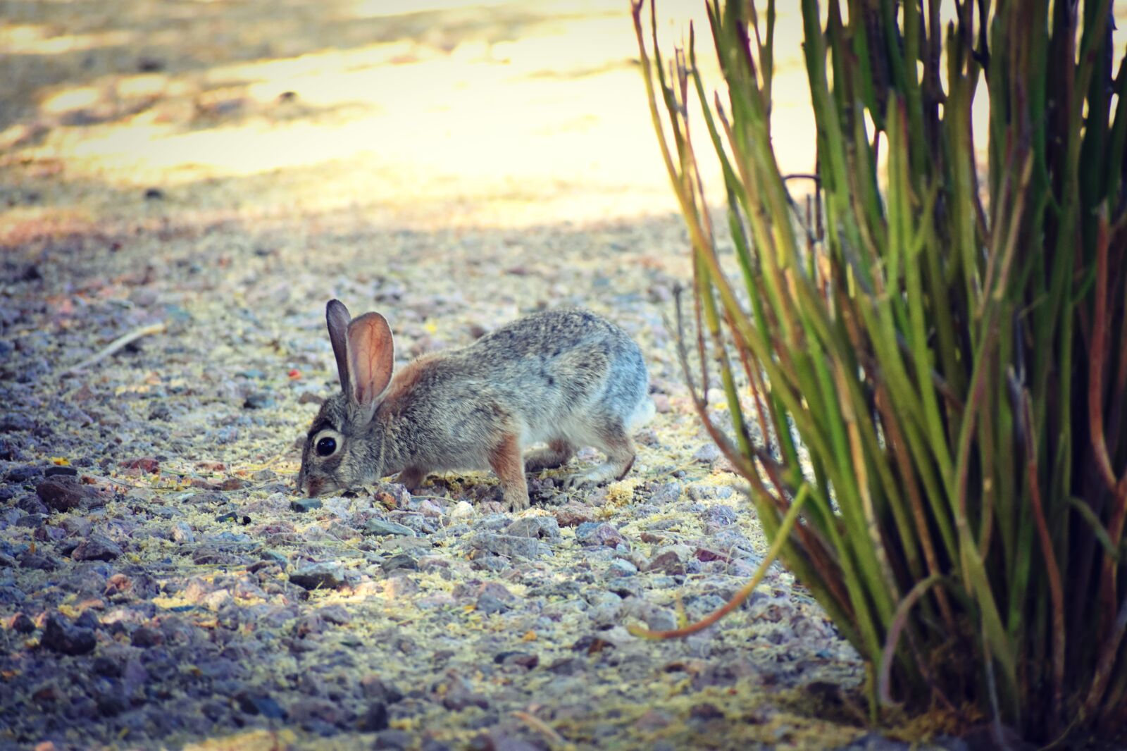 Nikon D3400 sample photo. Rabbit, bunny, furry photography