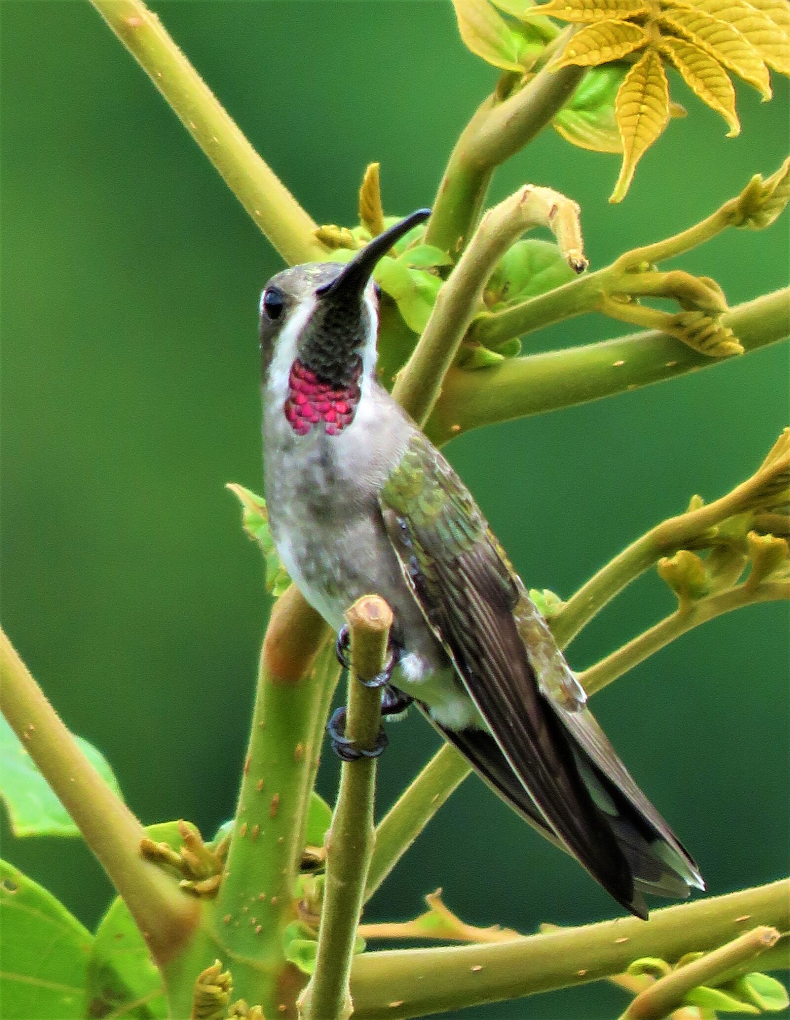 Canon PowerShot SX60 HS sample photo. Hummingbird, rubythroat, bird photography