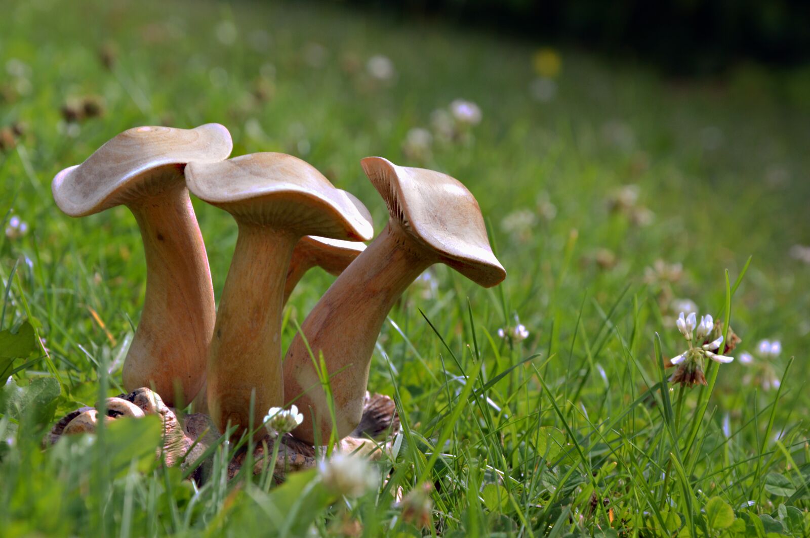Nikon D3200 sample photo. Mushrooms, wood, figure photography
