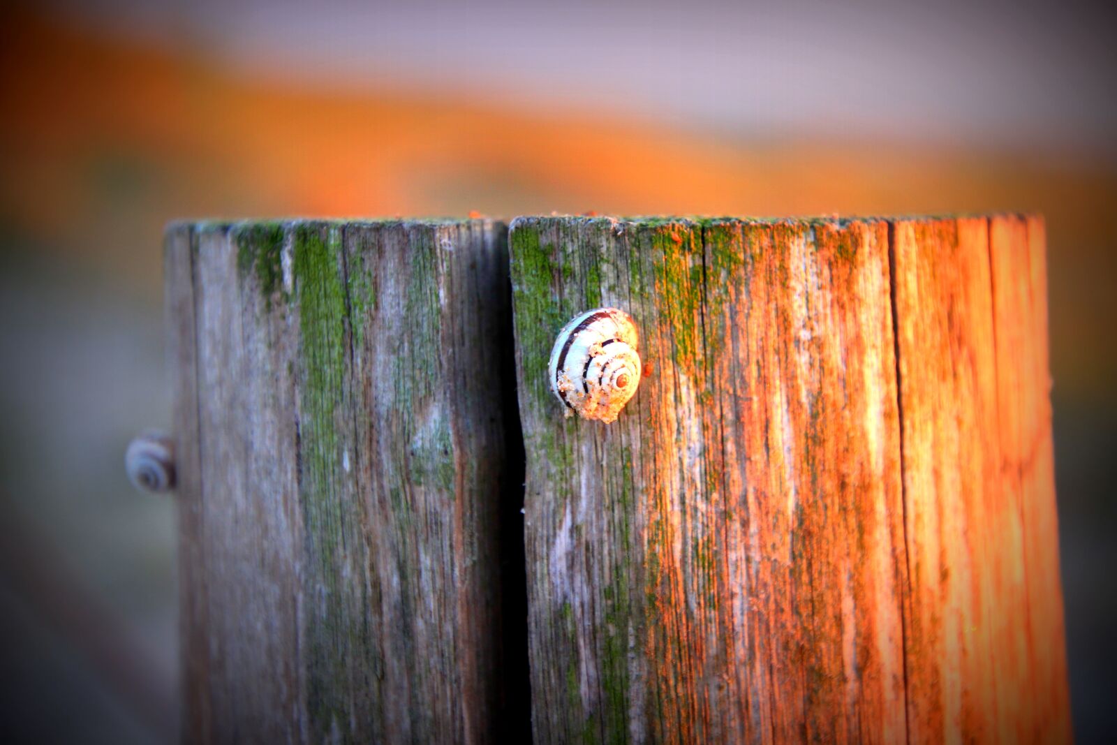 Canon EOS 600D (Rebel EOS T3i / EOS Kiss X5) sample photo. Snail, close up, nature photography