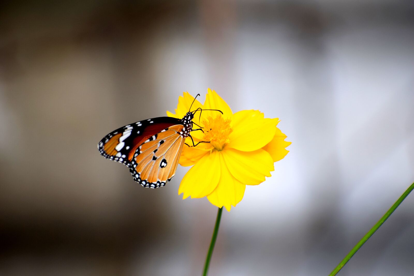 Nikon D3300 sample photo. Butterfly, flowers, nature photography