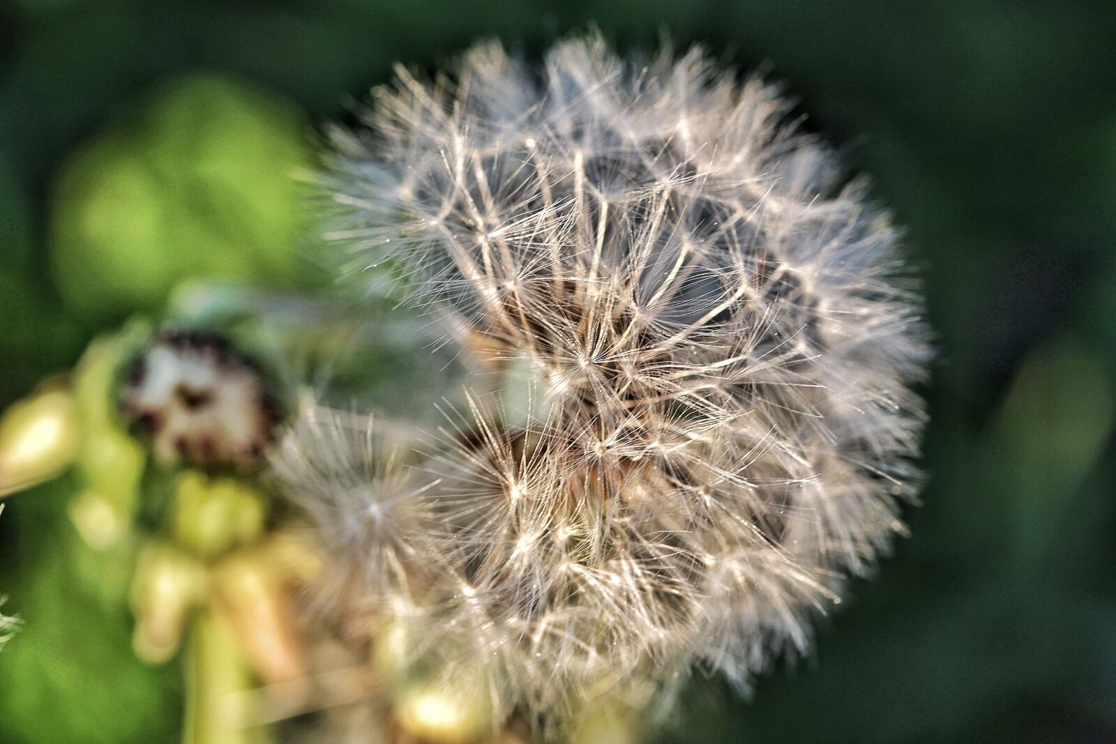 Canon EOS R sample photo. Dandelion, summer, nature photography