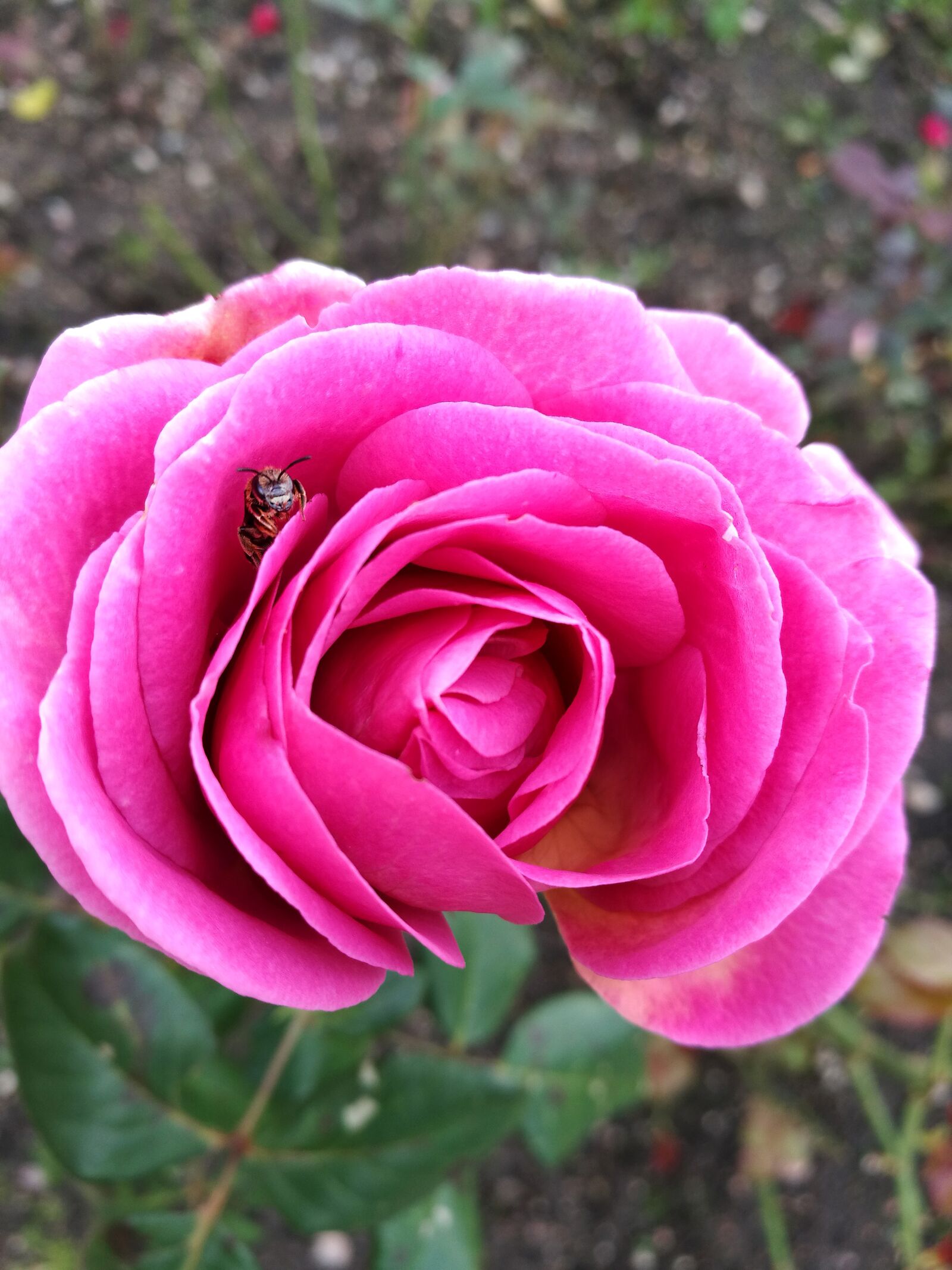 HUAWEI P9 sample photo. Rose, summer, macro photography