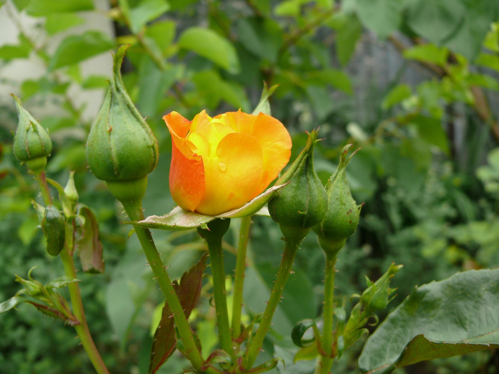 Panasonic DMC-FZ50 sample photo. Flower, rose, green photography