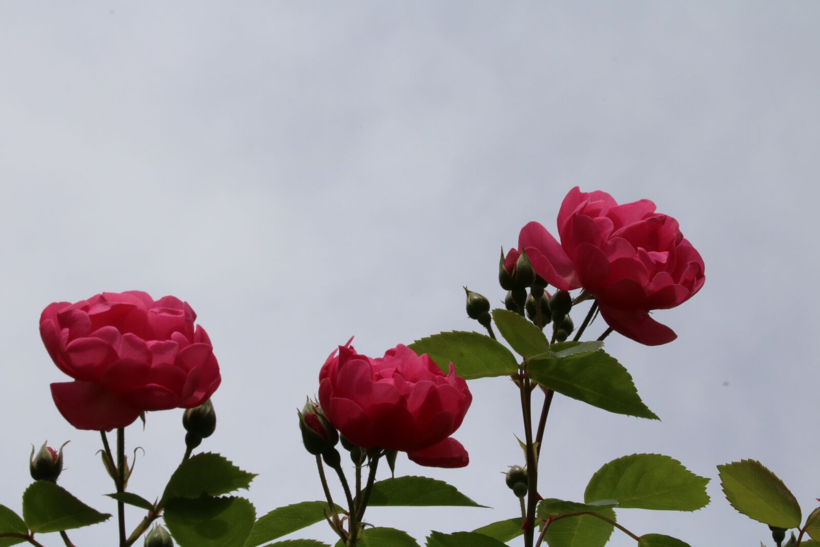 Canon EOS 750D (EOS Rebel T6i / EOS Kiss X8i) sample photo. Rose, plants, flowers photography