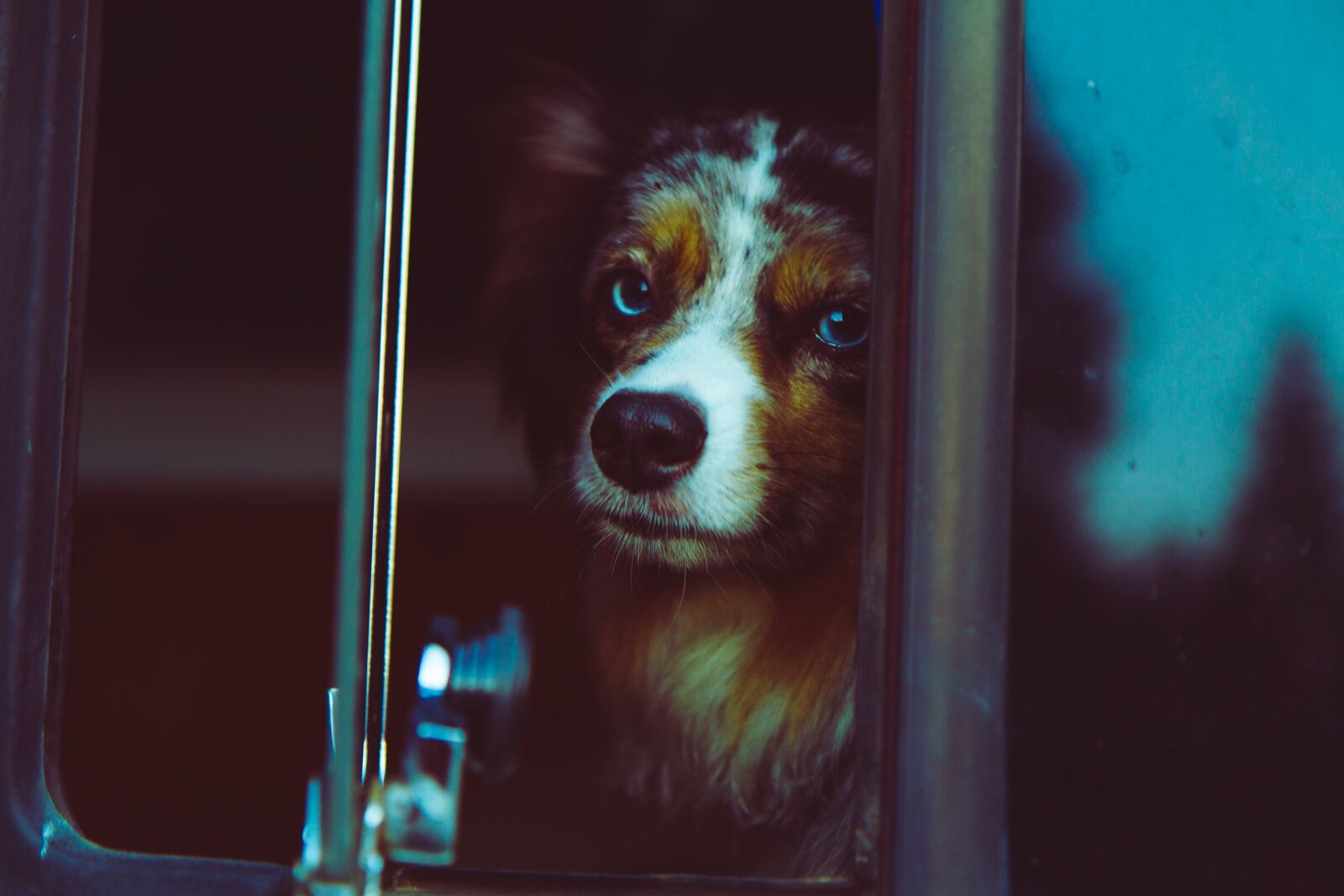 Canon EOS 7D sample photo. Dog, face, blue merle photography
