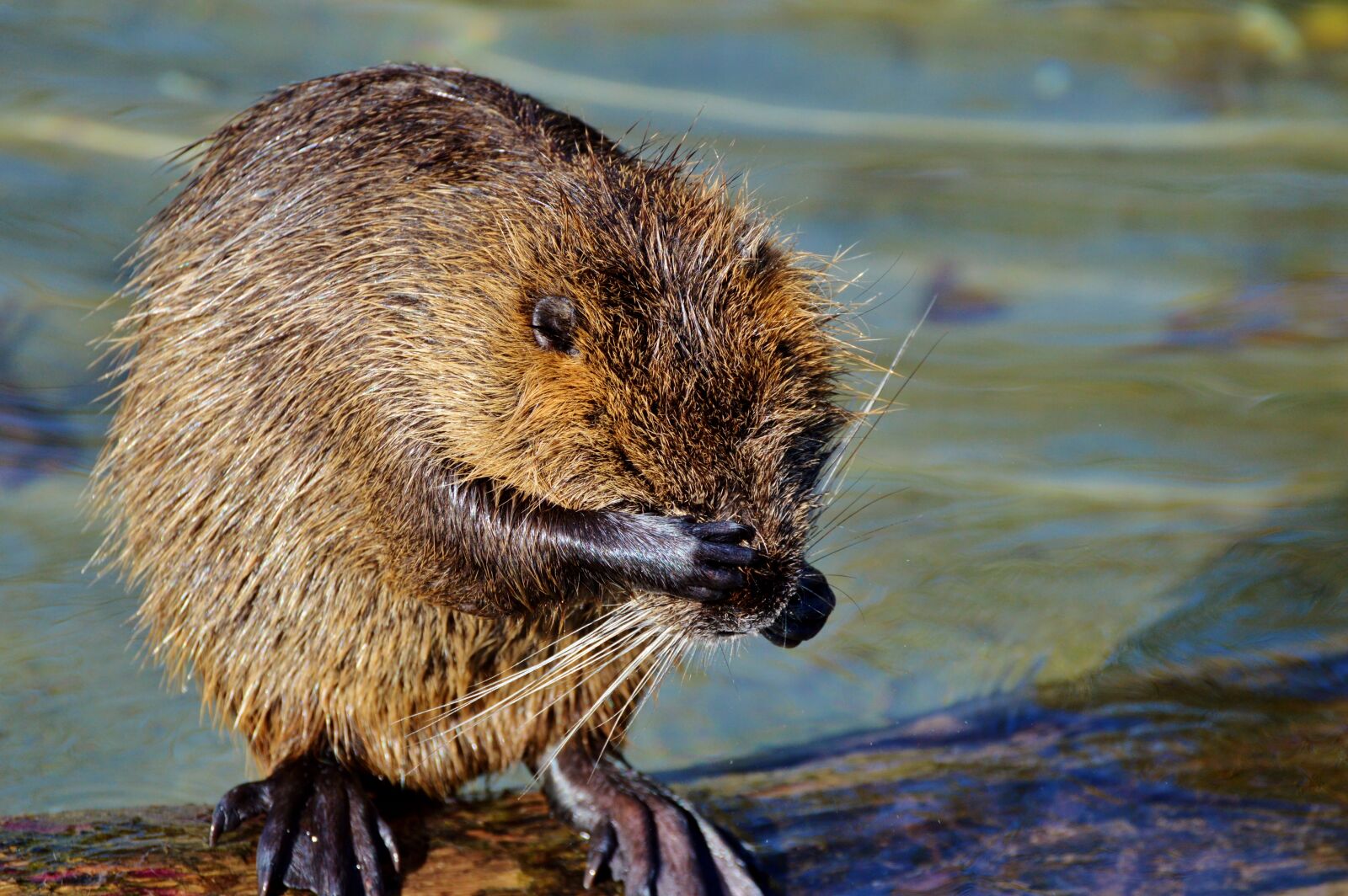 Nikon D3200 sample photo. Nutria, rodent, water rat photography