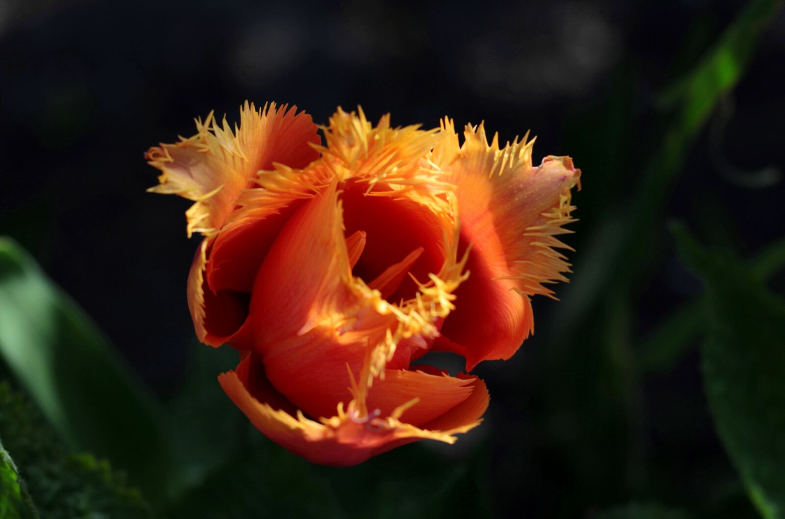 Canon EOS 7D Mark II + Canon EF 50mm F1.8 STM sample photo. Tulipa lambada, tulip, orange photography