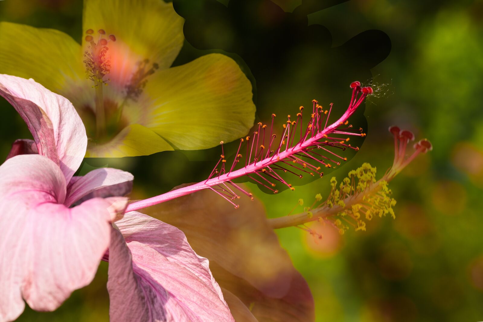 Nikon D5500 sample photo. Flowers, red flower, summer photography