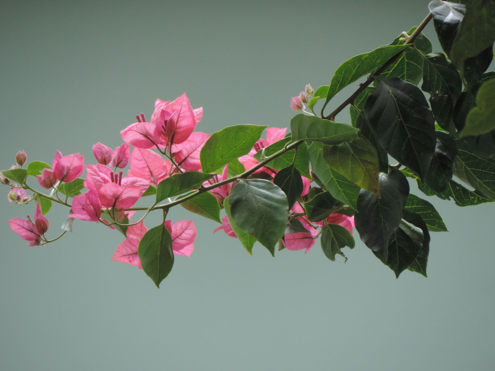 Nikon Coolpix P520 sample photo. Flower, spring, buganvilia hotel photography
