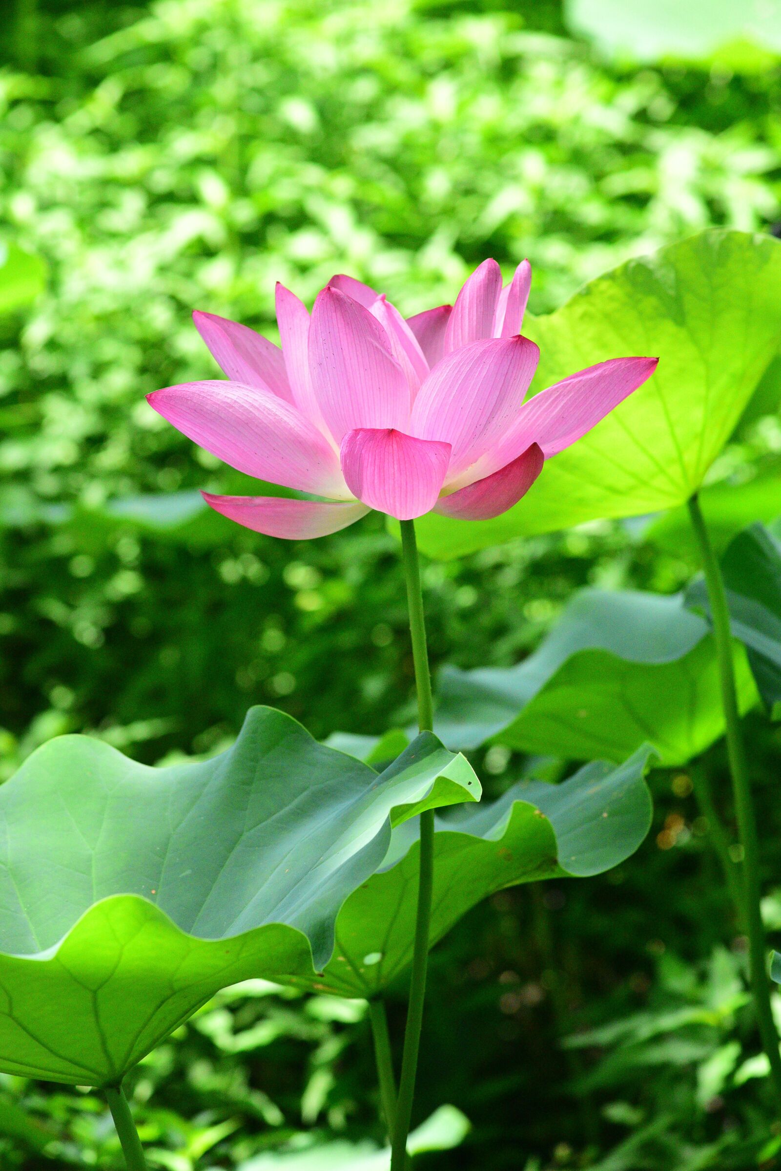 Nikon D750 sample photo. Plant, lotus, flower photography